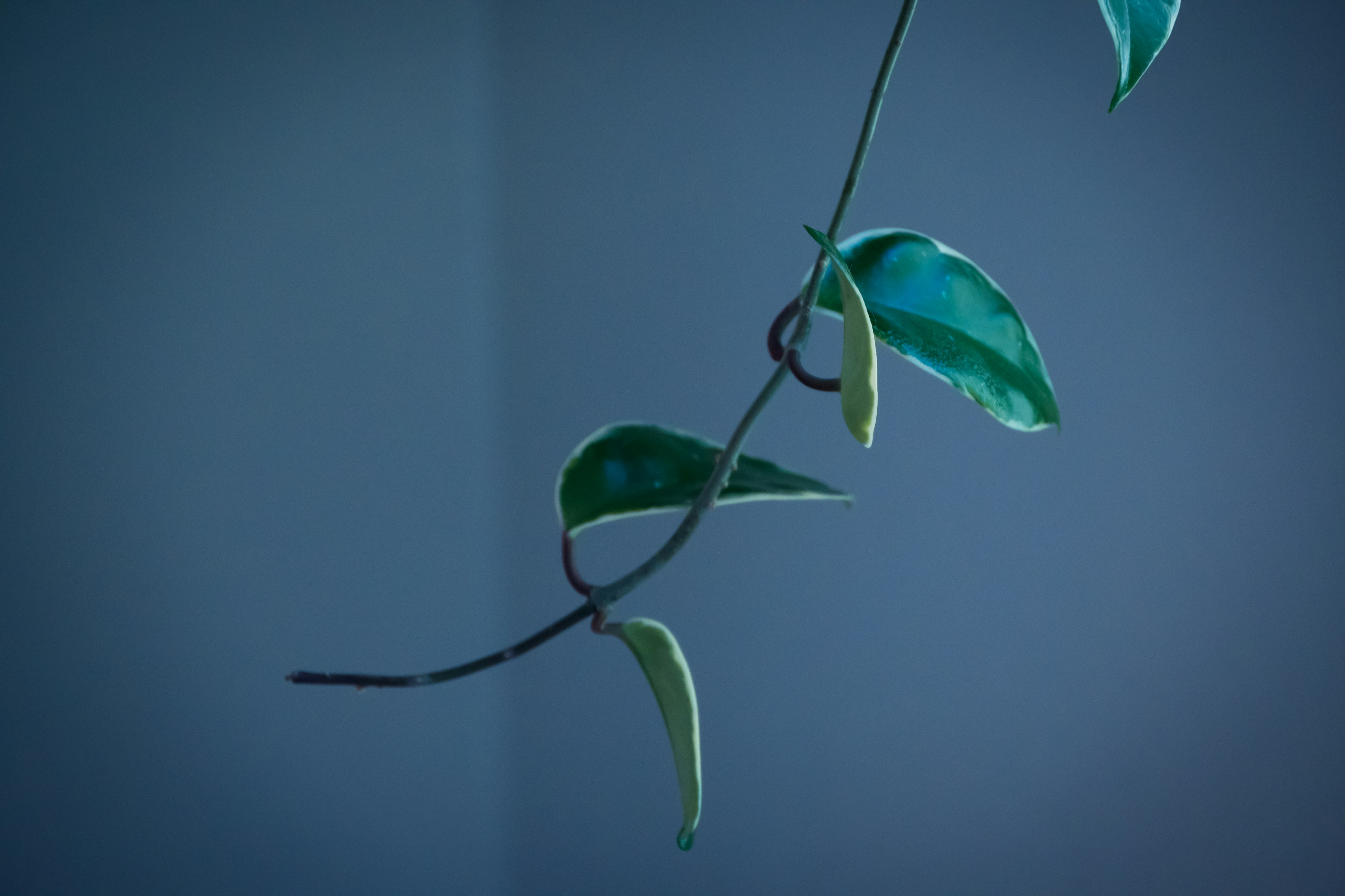 Une branche de vigne avec des feuilles vertes sur un fond bleu