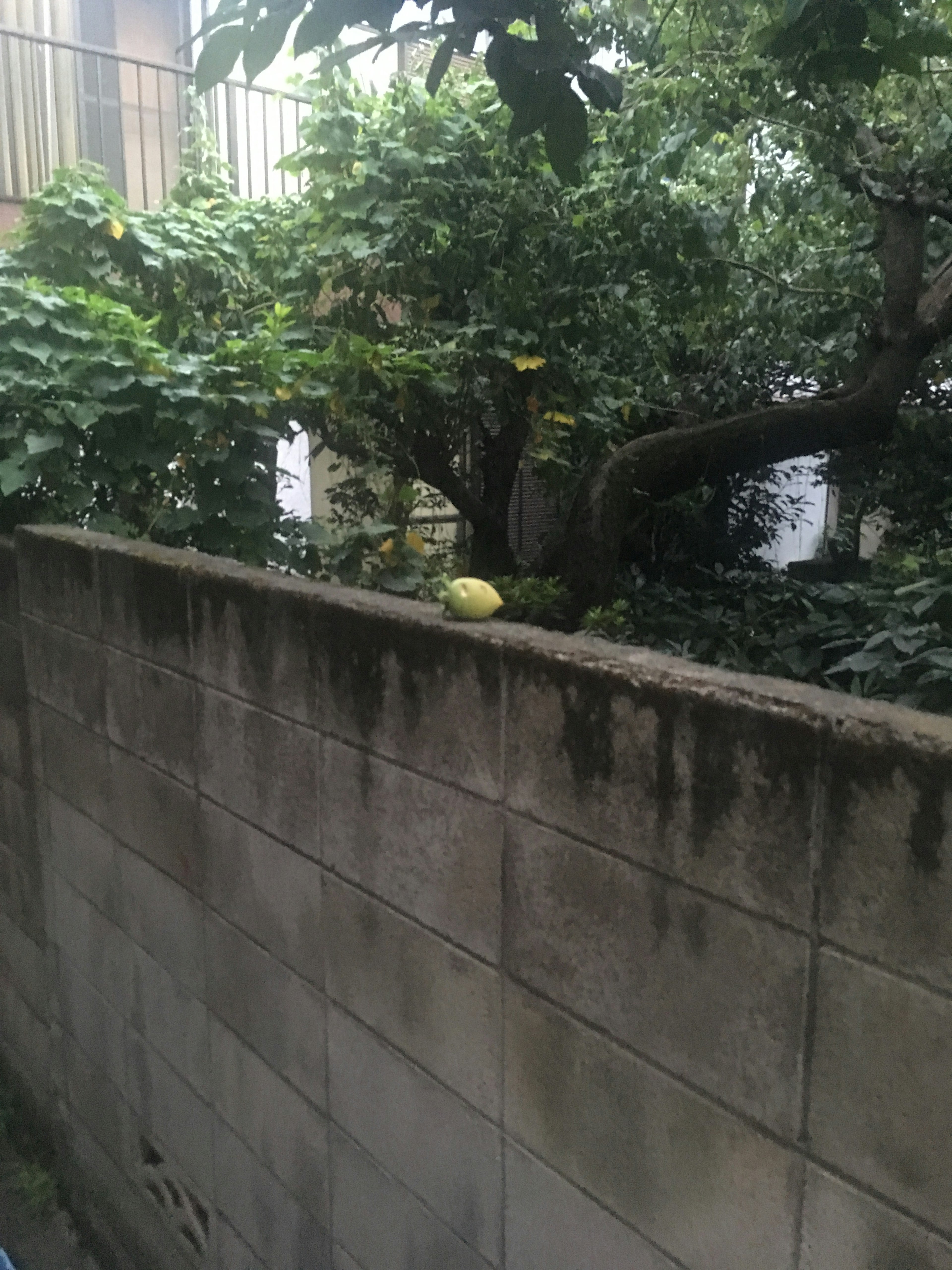 A view featuring lush green trees and part of a wall with what appears to be a fruit resting on top