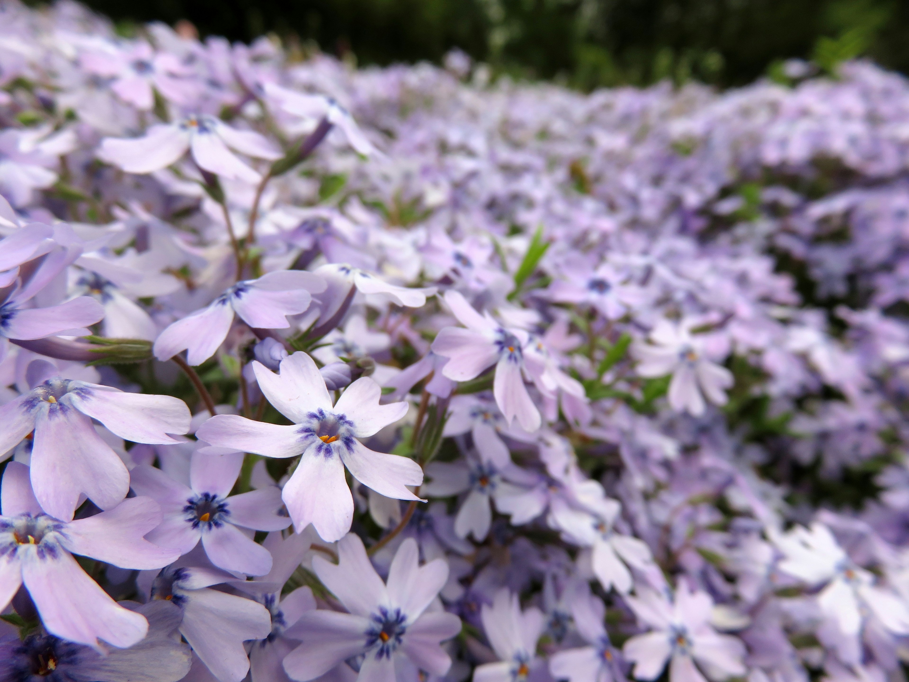 A landscape filled with blooming light purple flowers