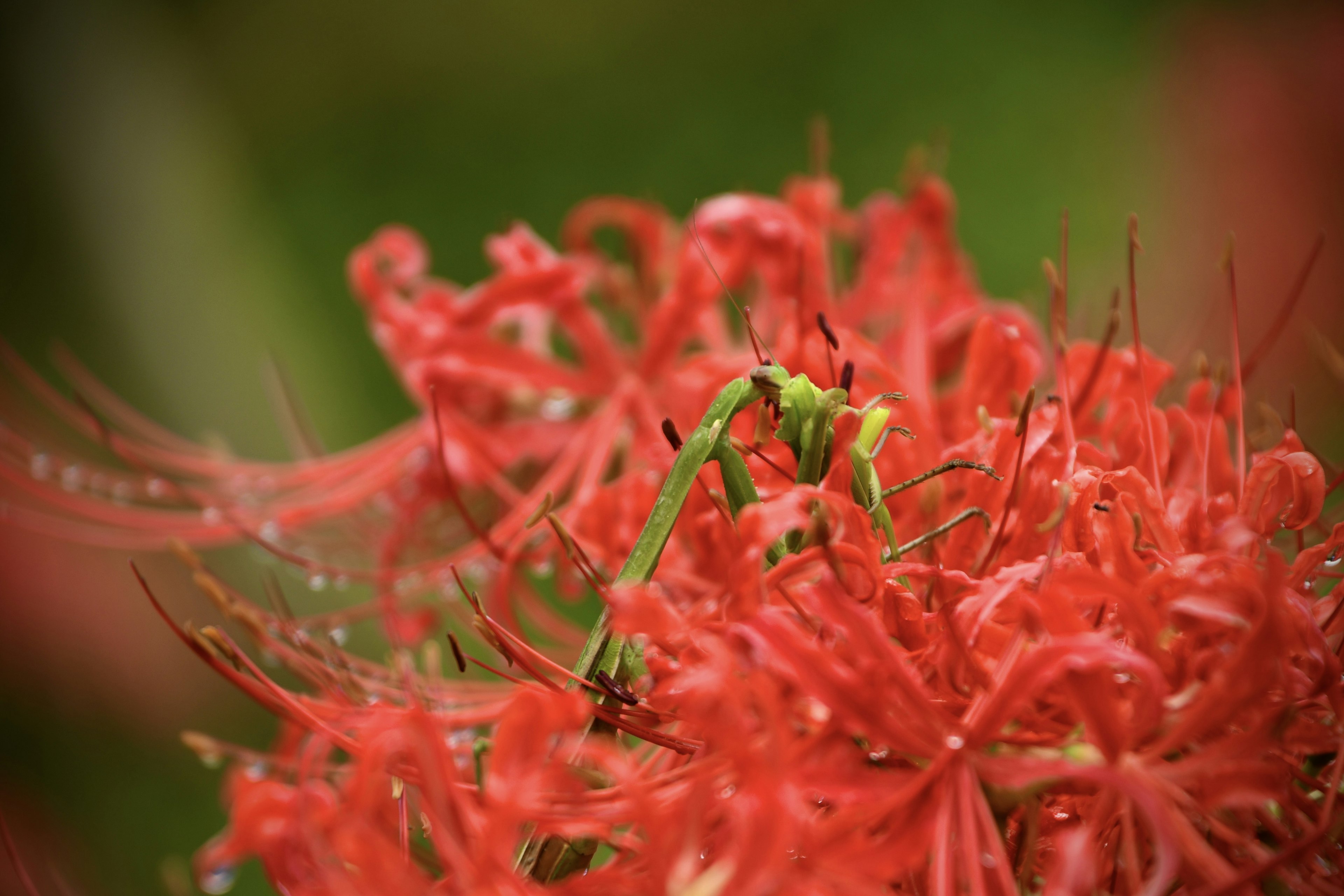 Saltamontes verde sobre flores de lirio araña rojas vibrantes