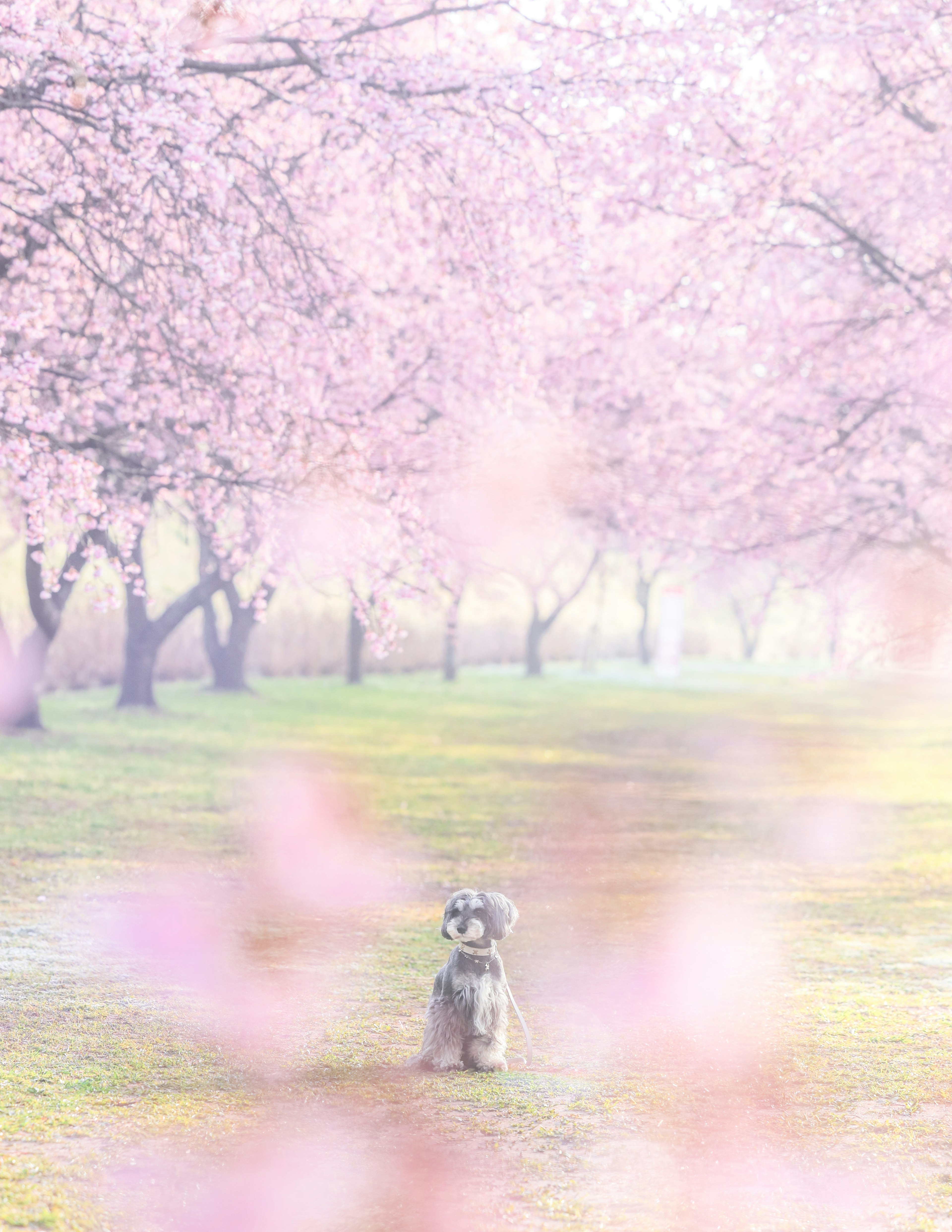 Un cane seduto tra alberi di ciliegio in fiore