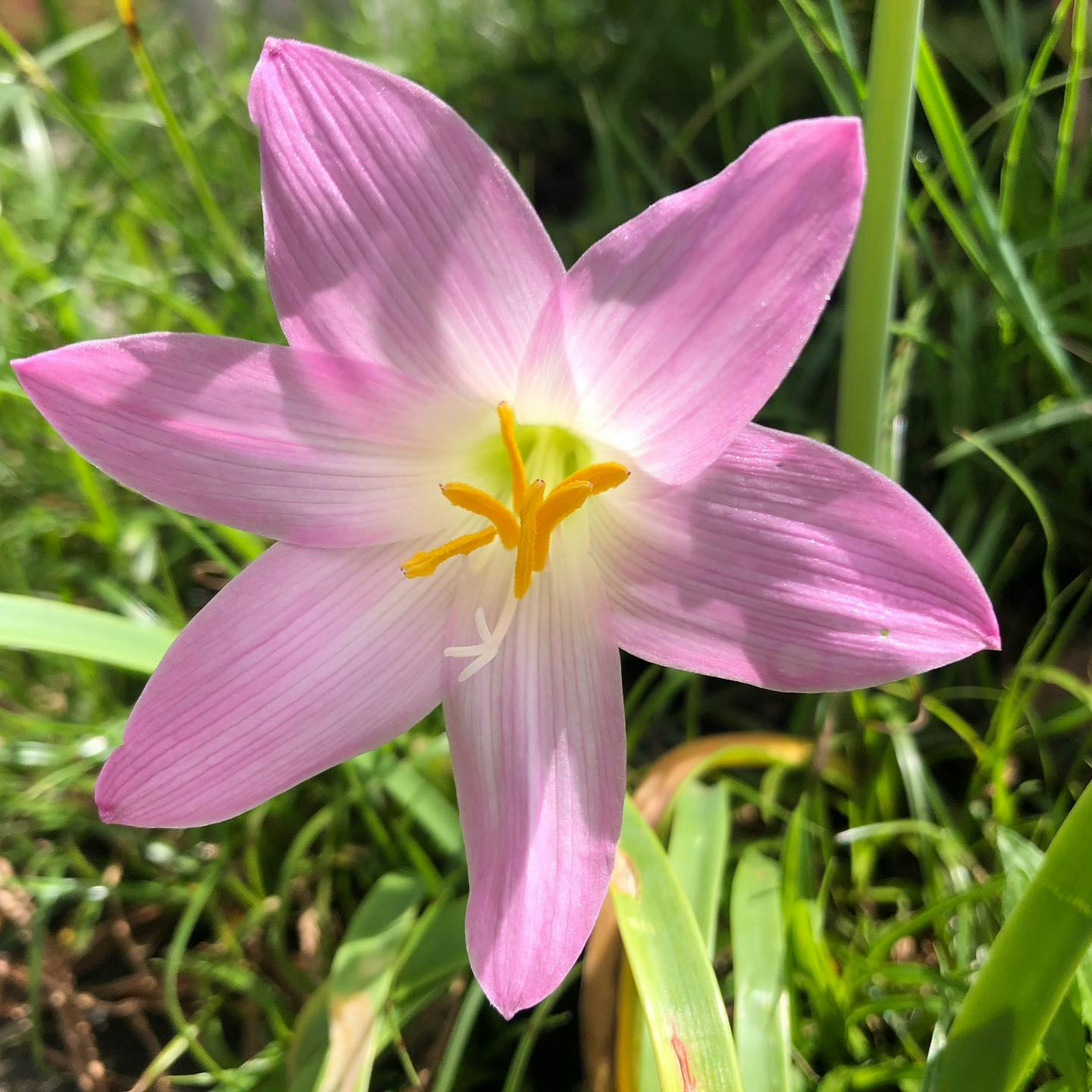 Primo piano di un fiore con petali rosa e stami gialli