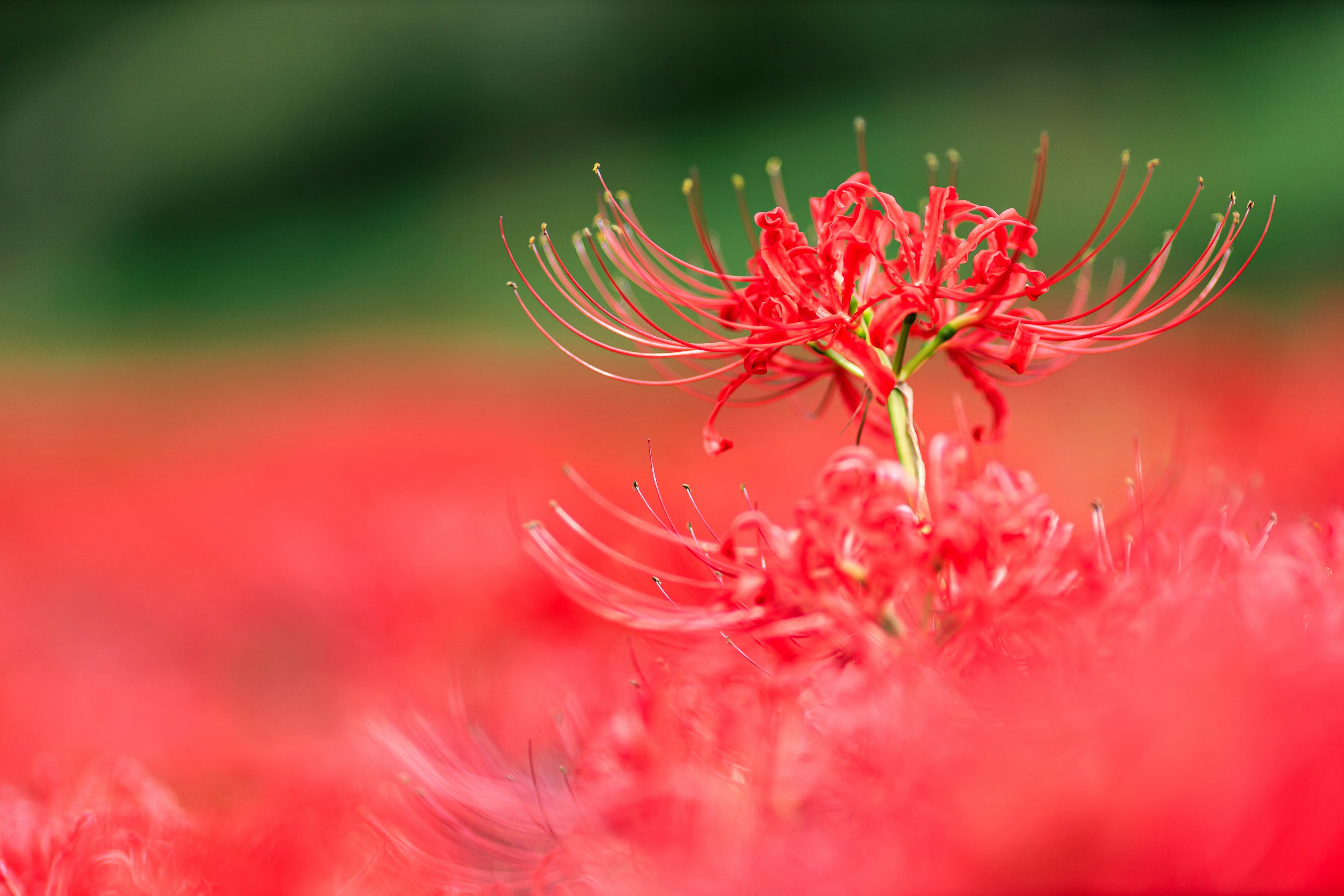 Gros plan de lys araignées rouges dans un champ vibrant