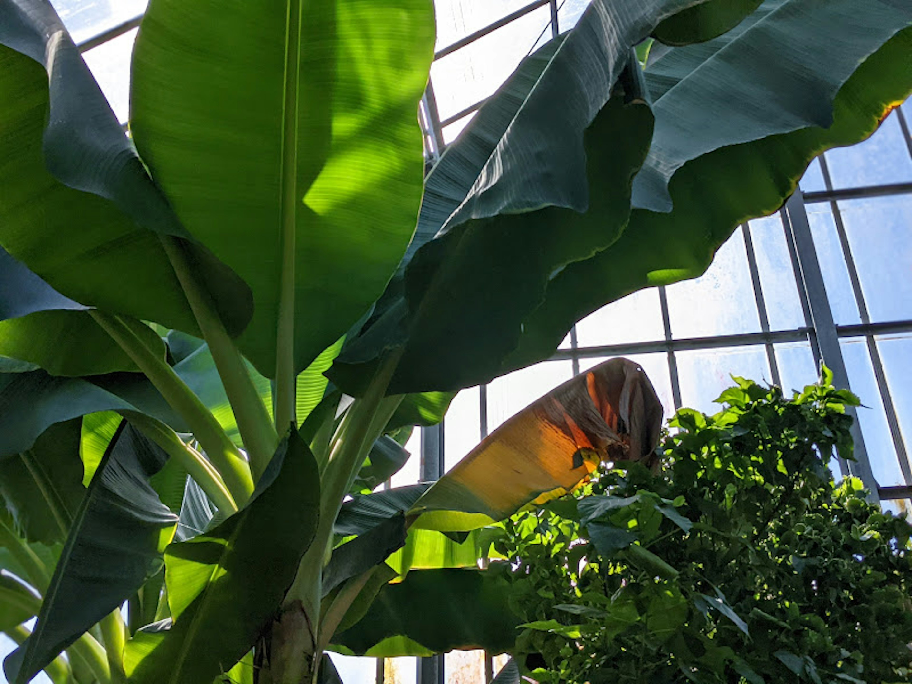 Inside a greenhouse featuring large banana leaves and transparent windows