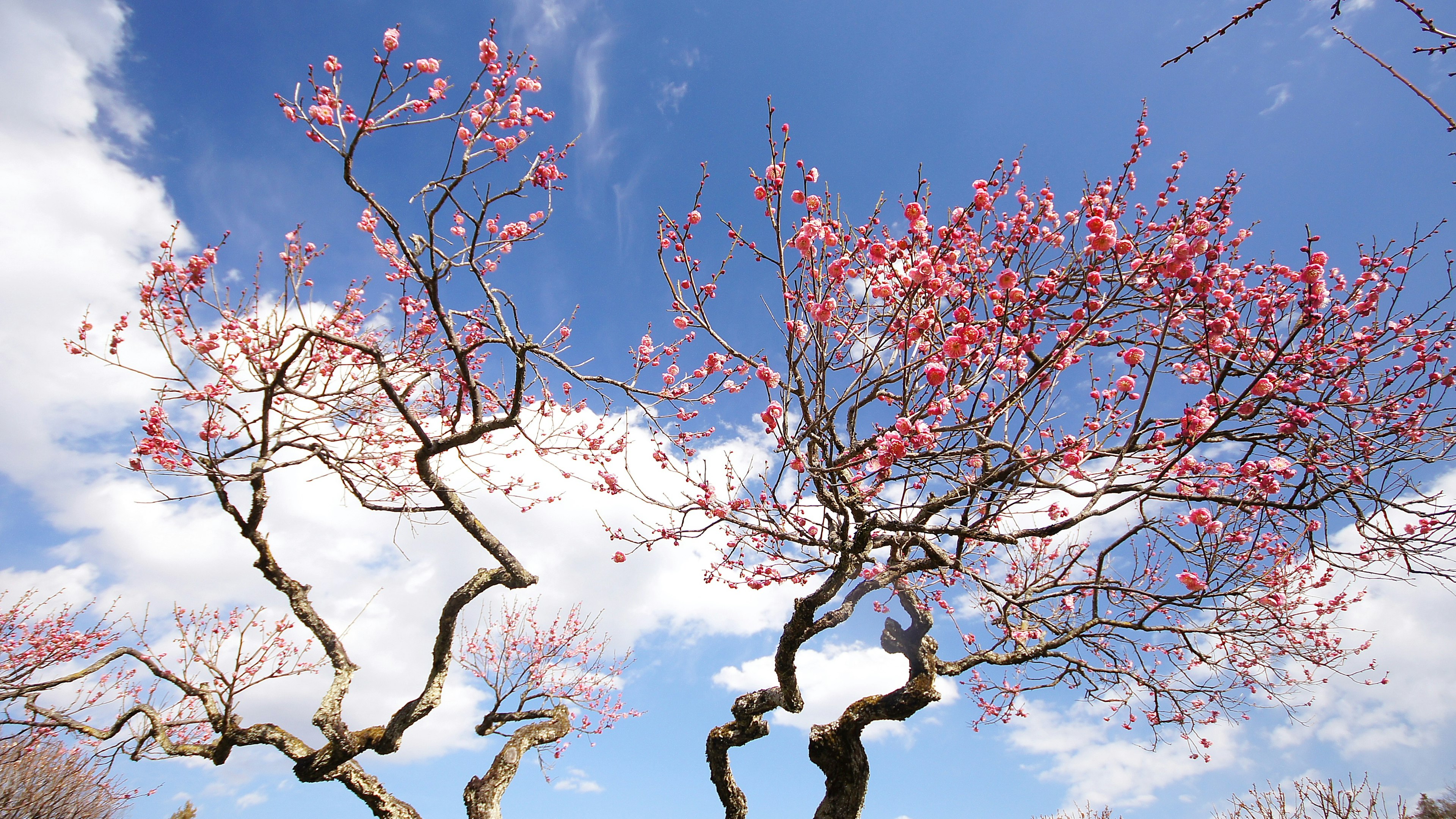 Landschaft mit Bäumen und rosa Blüten vor blauem Himmel