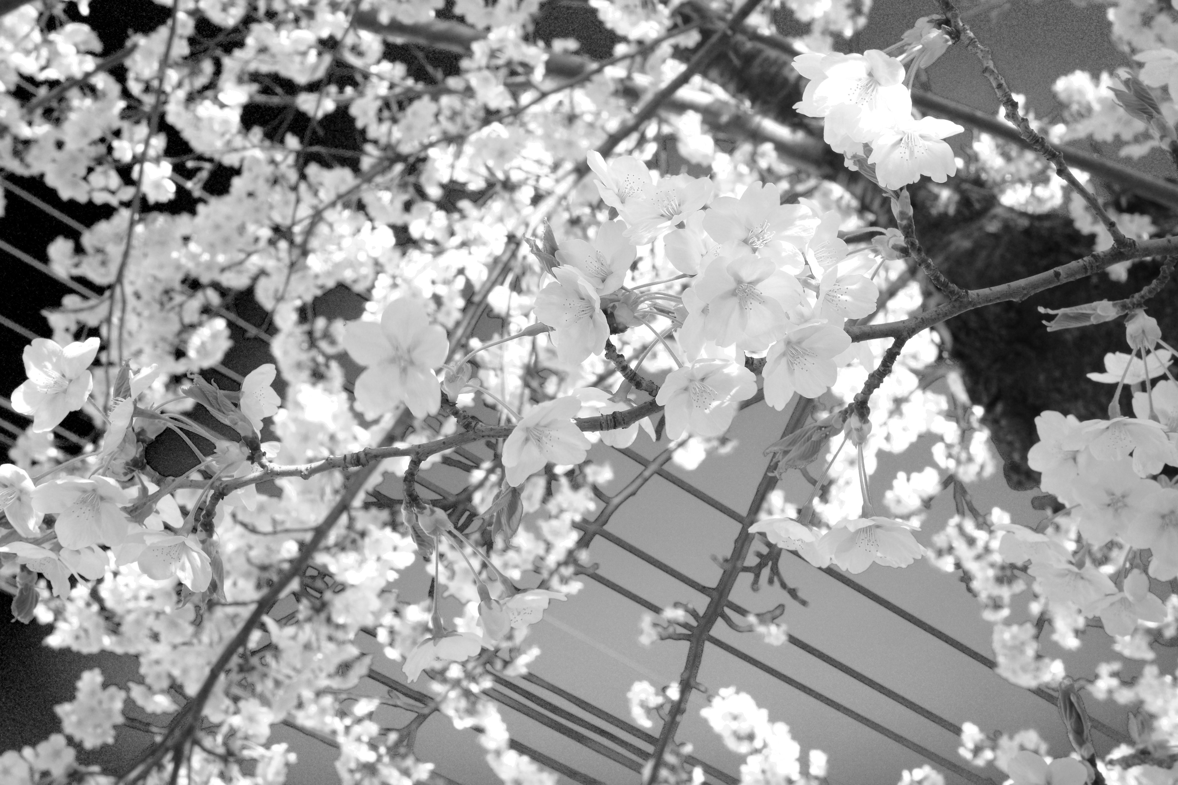 Gros plan de branches de cerisier en fleurs en noir et blanc