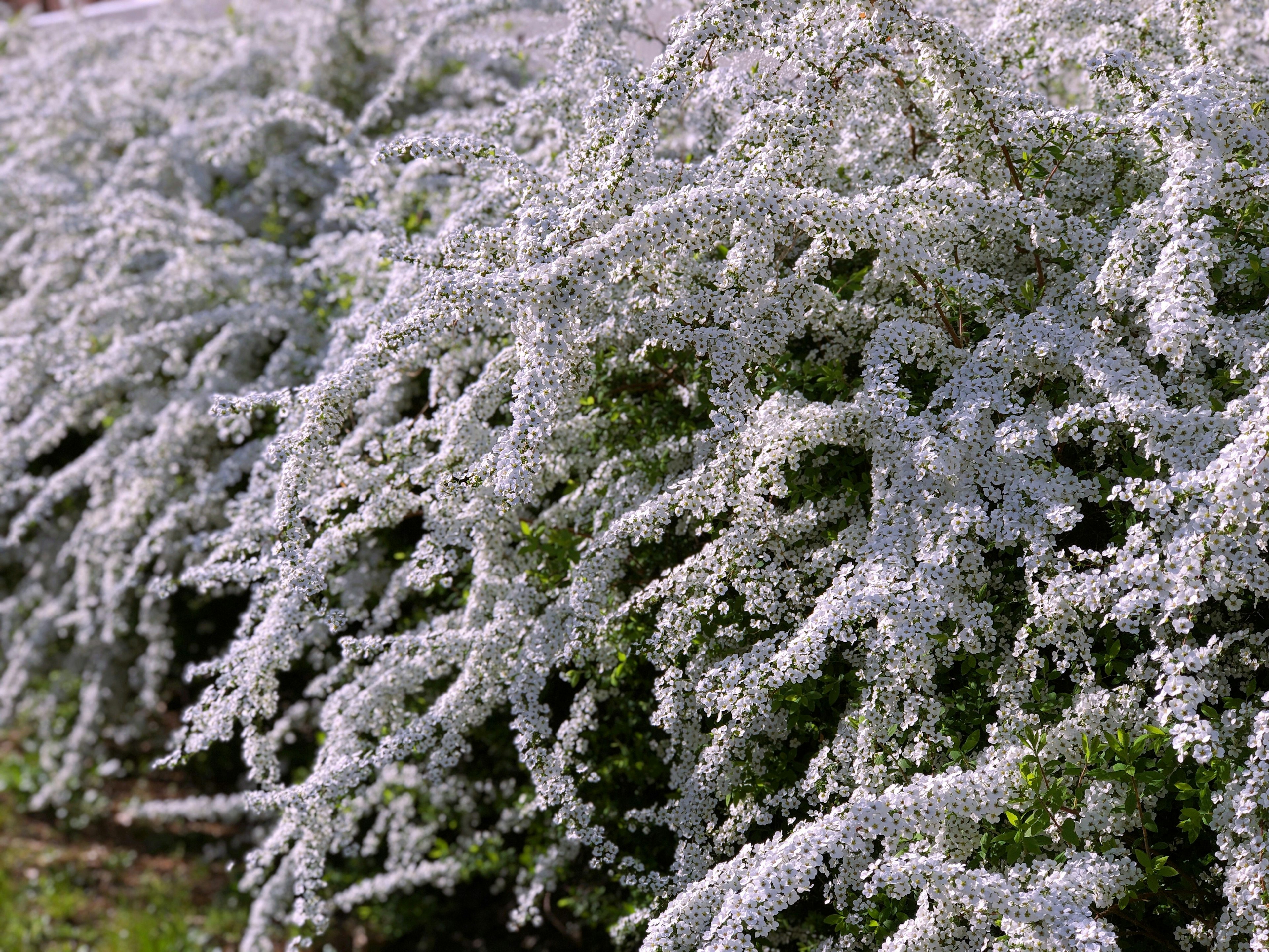 Landscape featuring lush low shrubs covered in abundant white flowers