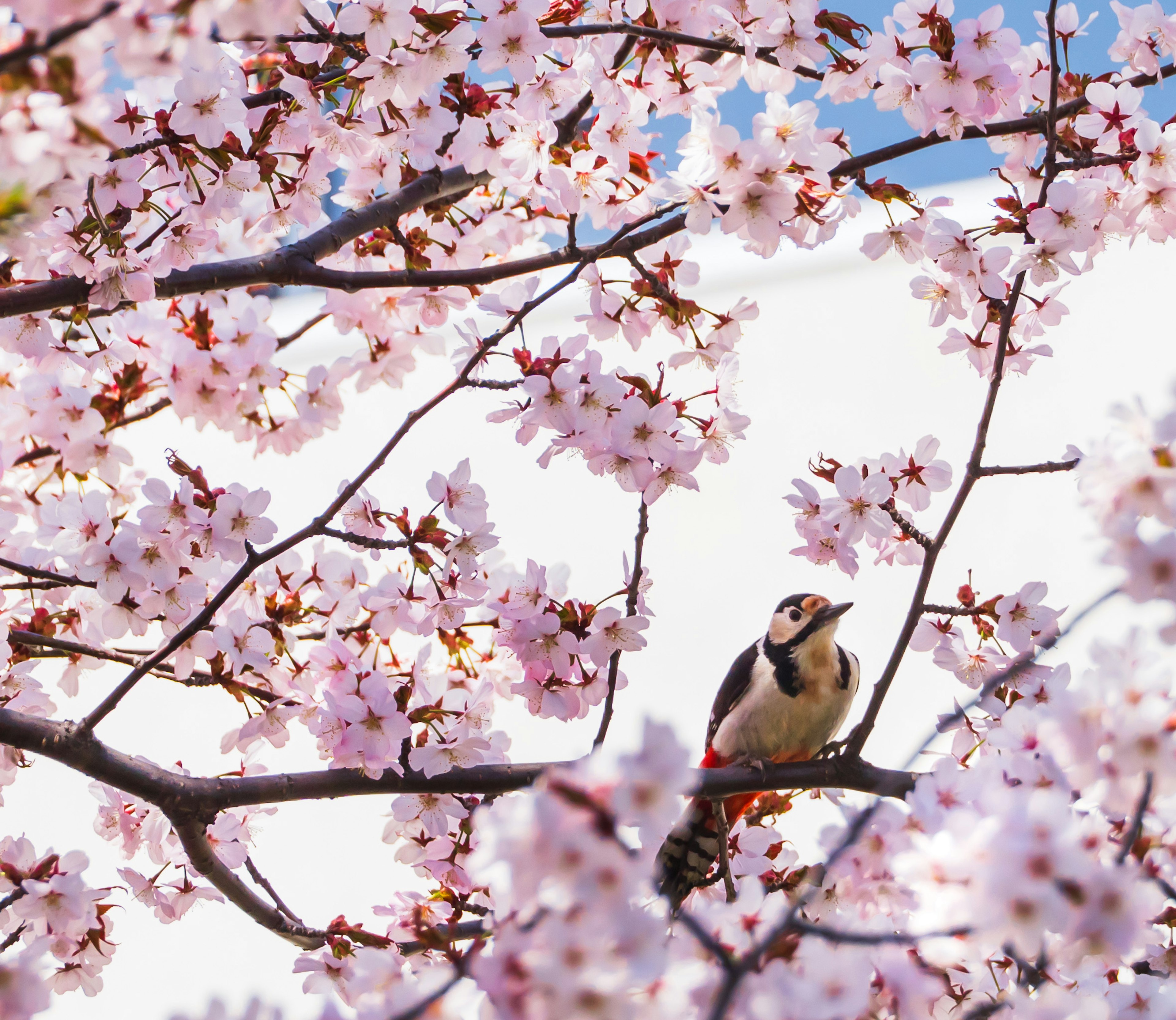 Un oiseau perché parmi des fleurs de cerisier