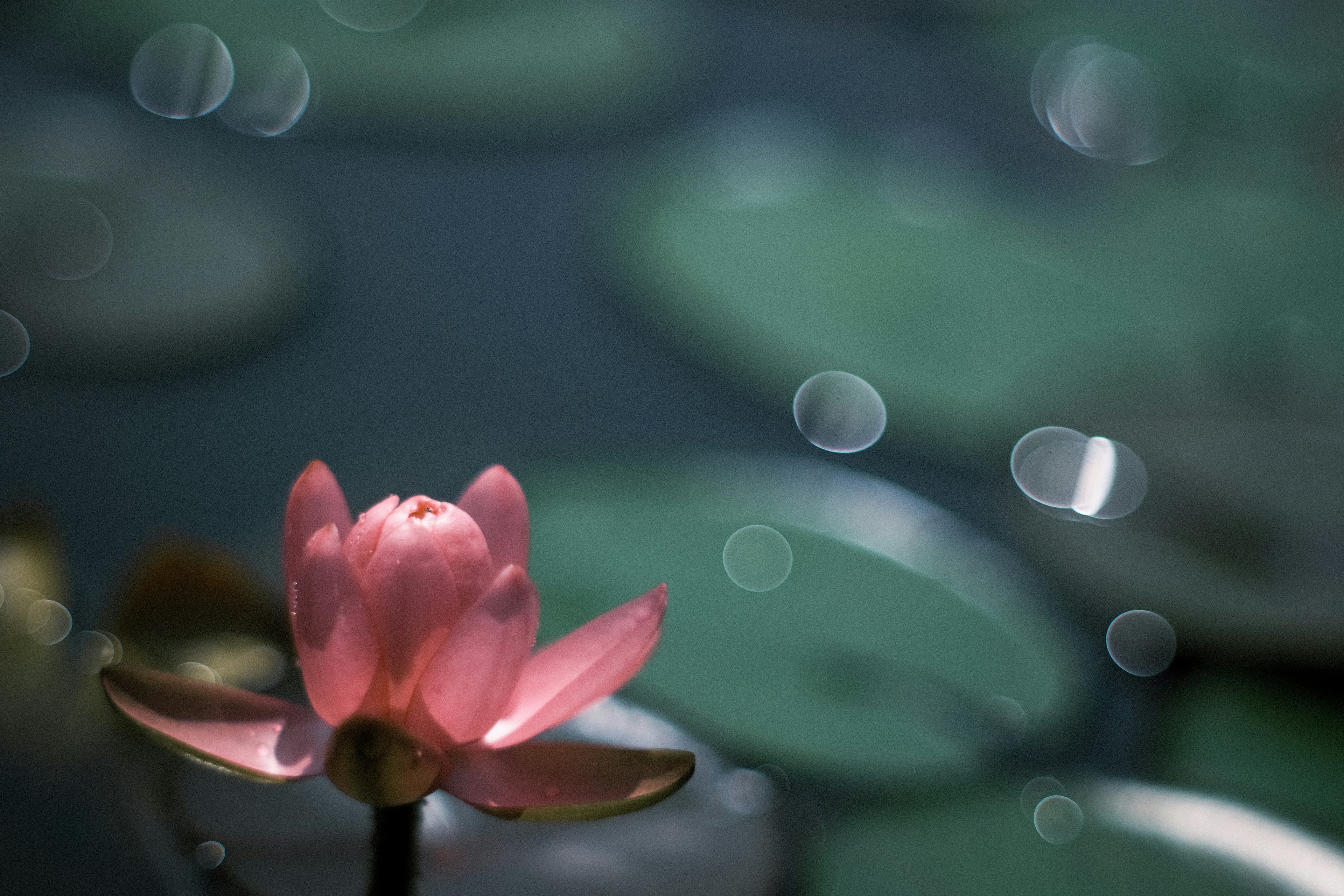 Pink water lily blooming on the water surface with green leaves