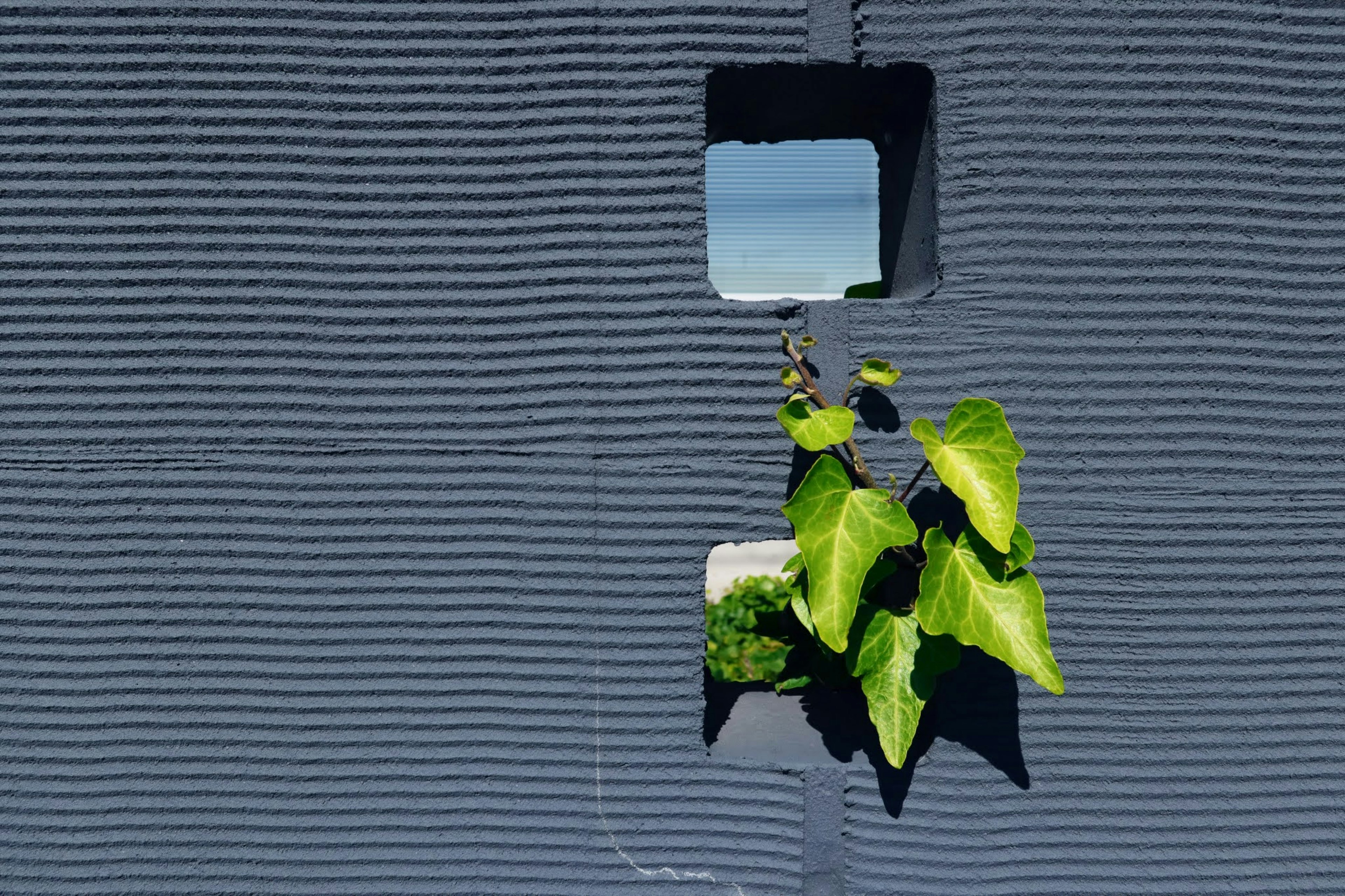 Gray wall with a small square window and green leaves hanging