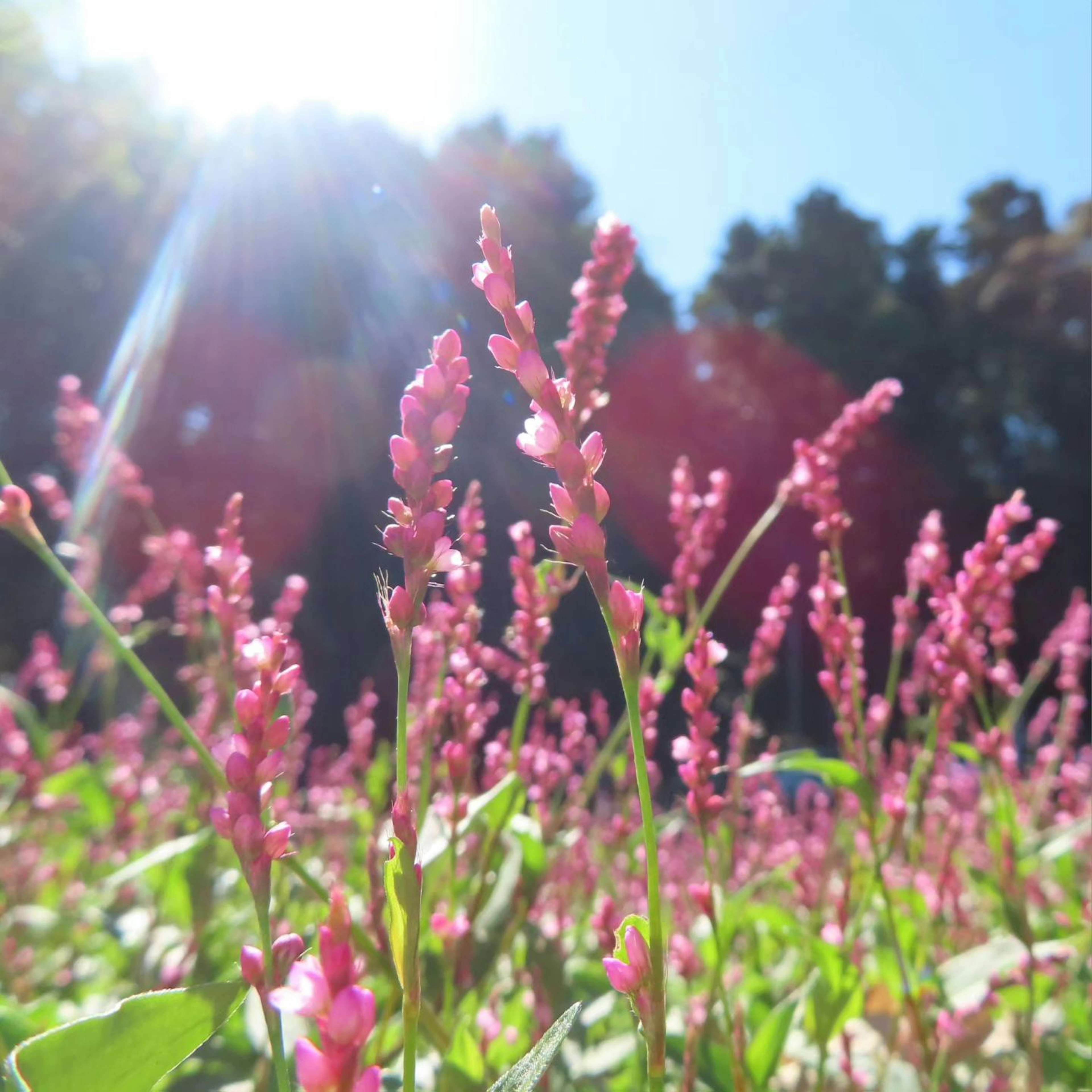 Ein Feld mit rosa Blumen unter einem klaren blauen Himmel