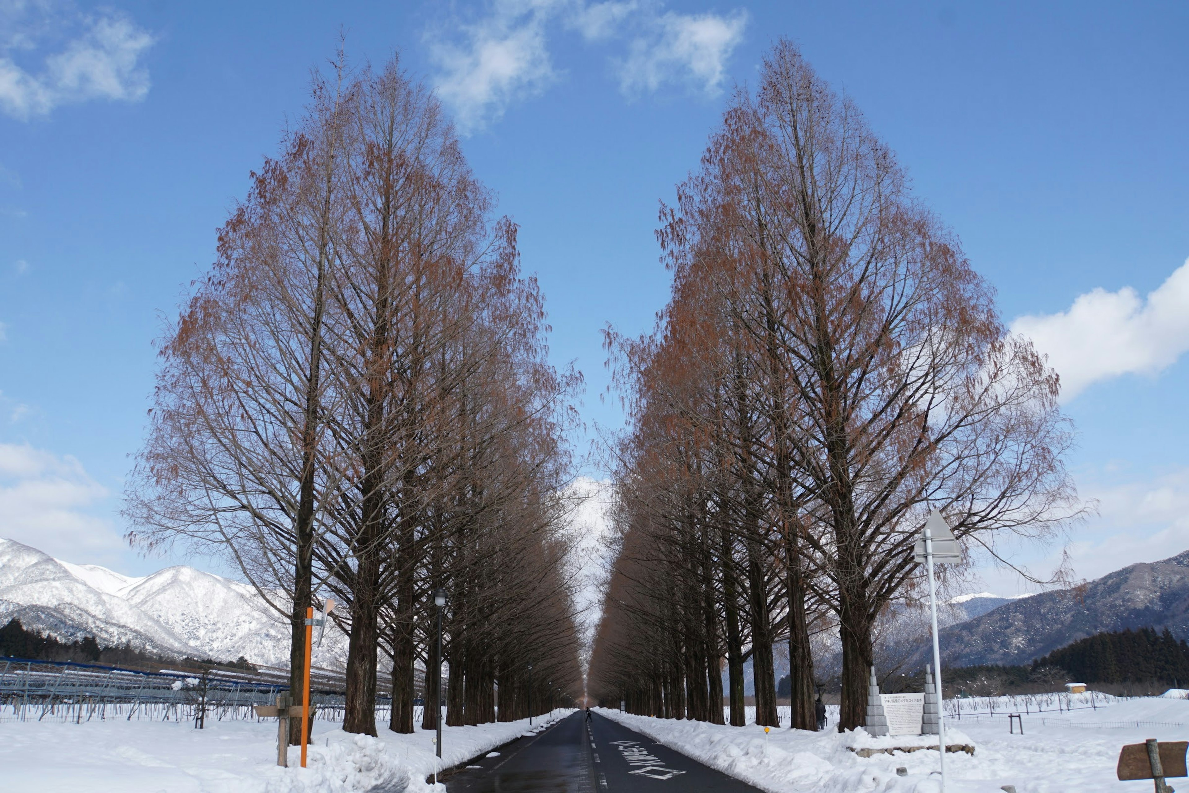 A row of winter trees along a snow-covered road