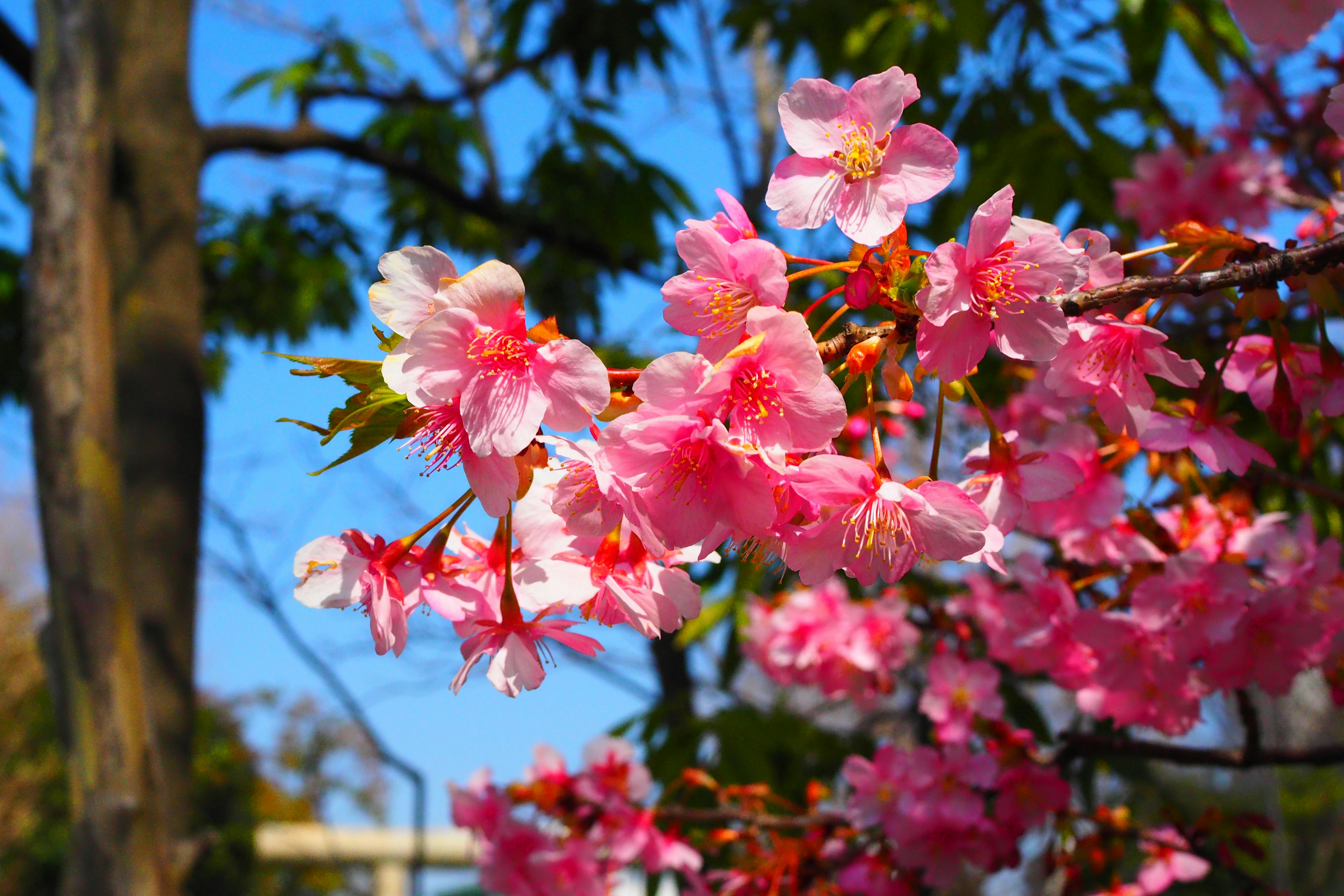 Cabang bunga sakura dengan bunga merah muda di latar belakang langit biru