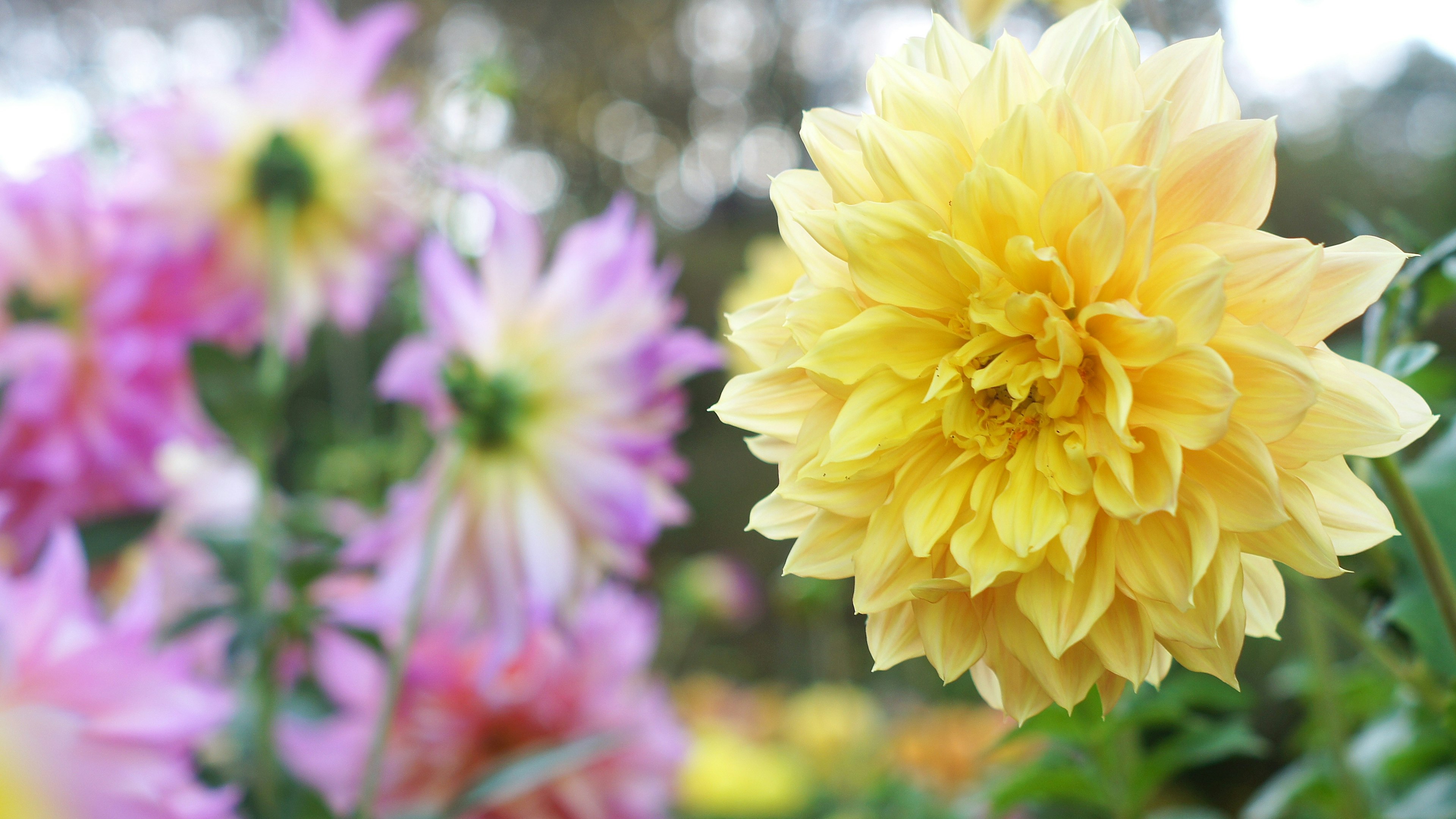 Sebuah dahlia kuning cerah menonjol di antara bunga-bunga berwarna-warni yang sedang mekar