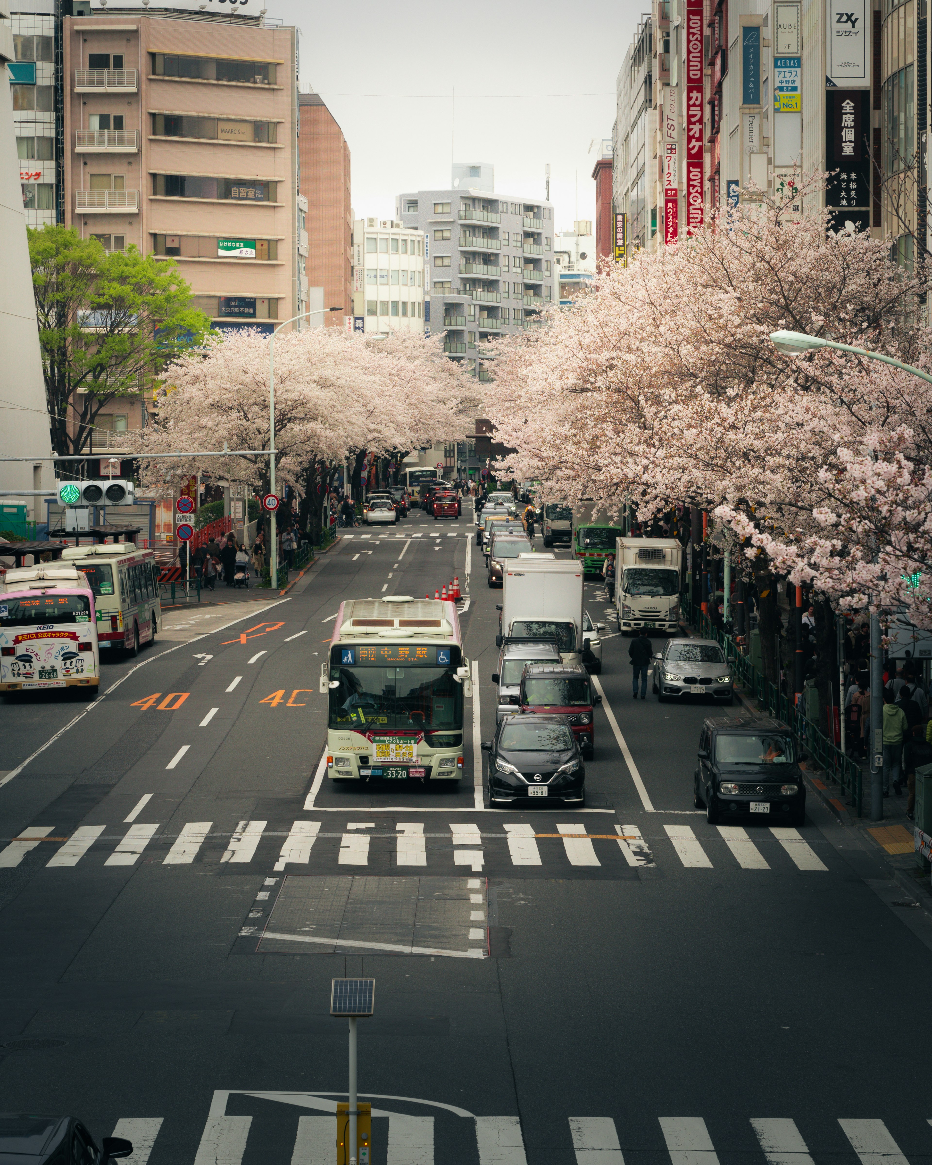 Vista di una strada con alberi di ciliegio in fiore e traffico