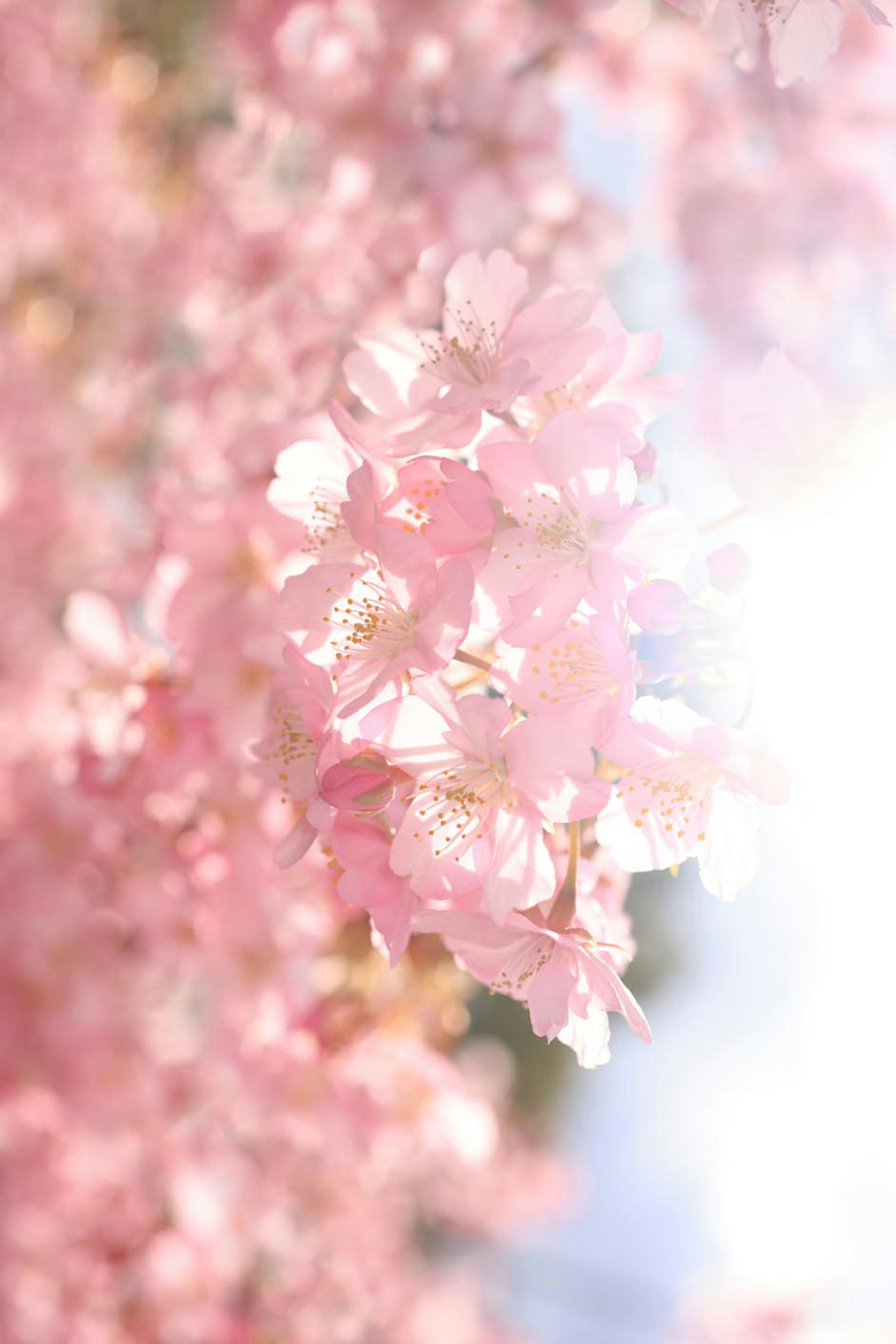 淡いピンクの桜の花が咲いている風景