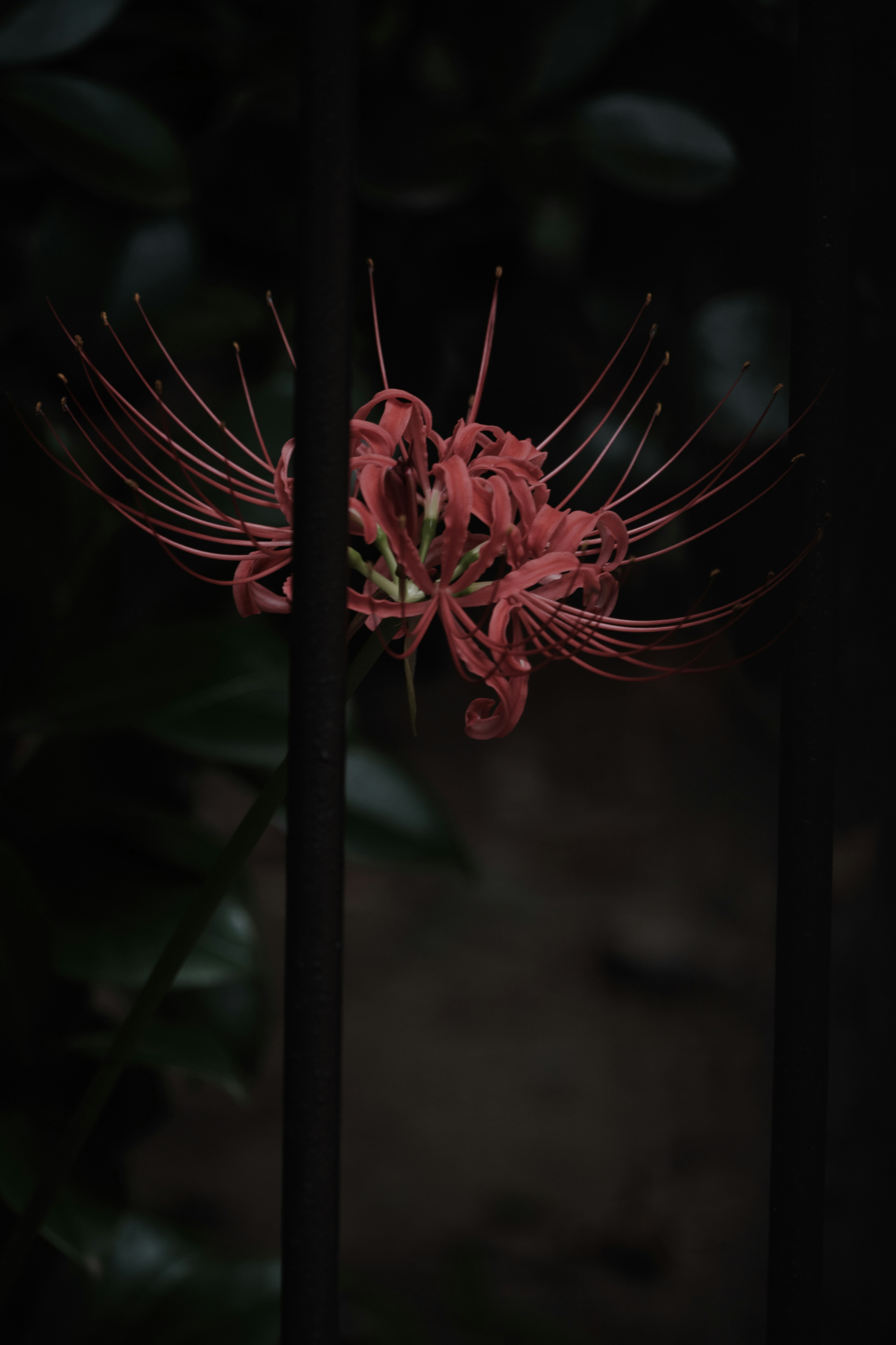 Eine auffällige rote Blume, die durch schwarze Eisenstangen sichtbar ist