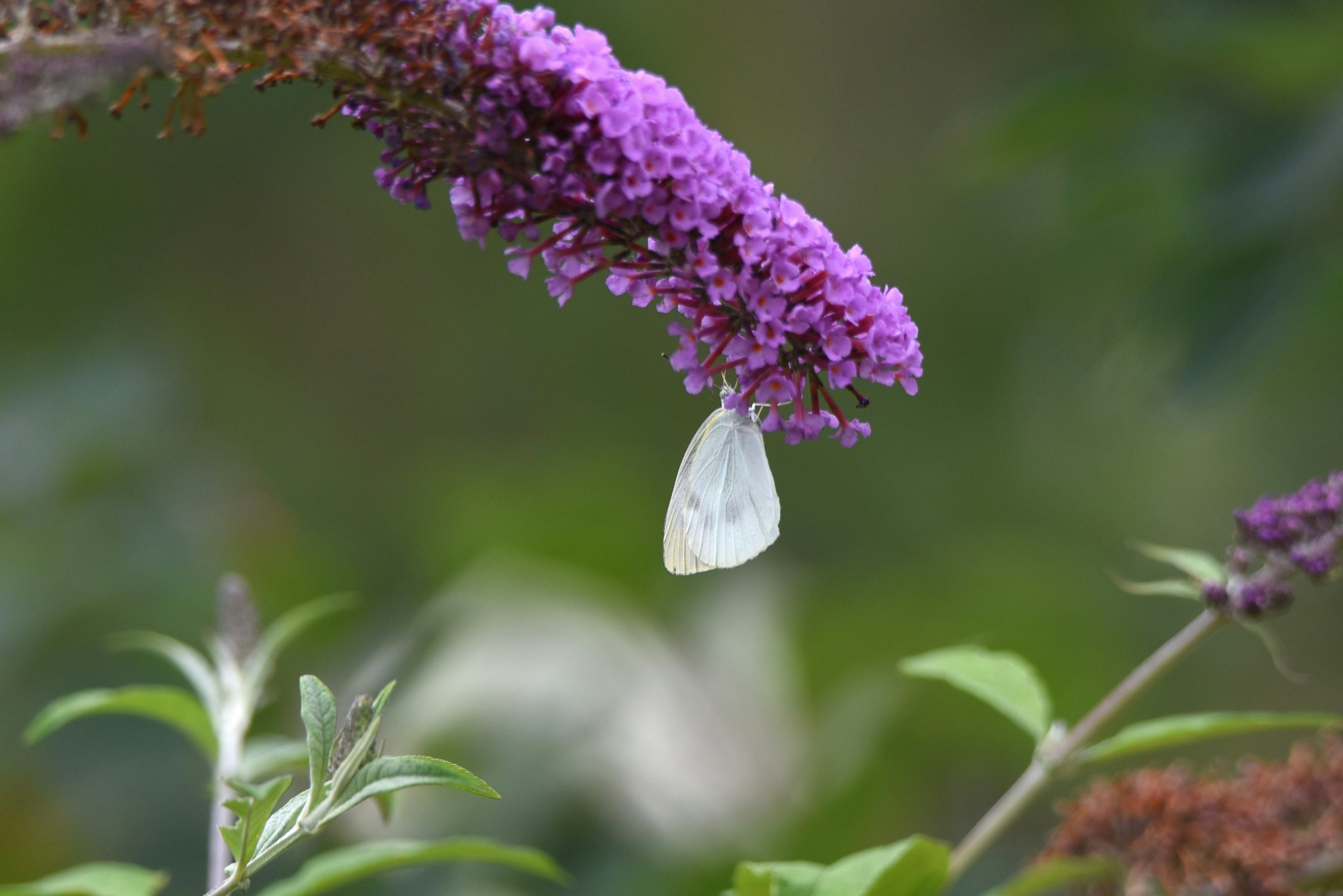 Farfalla bianca appesa a un fiore viola