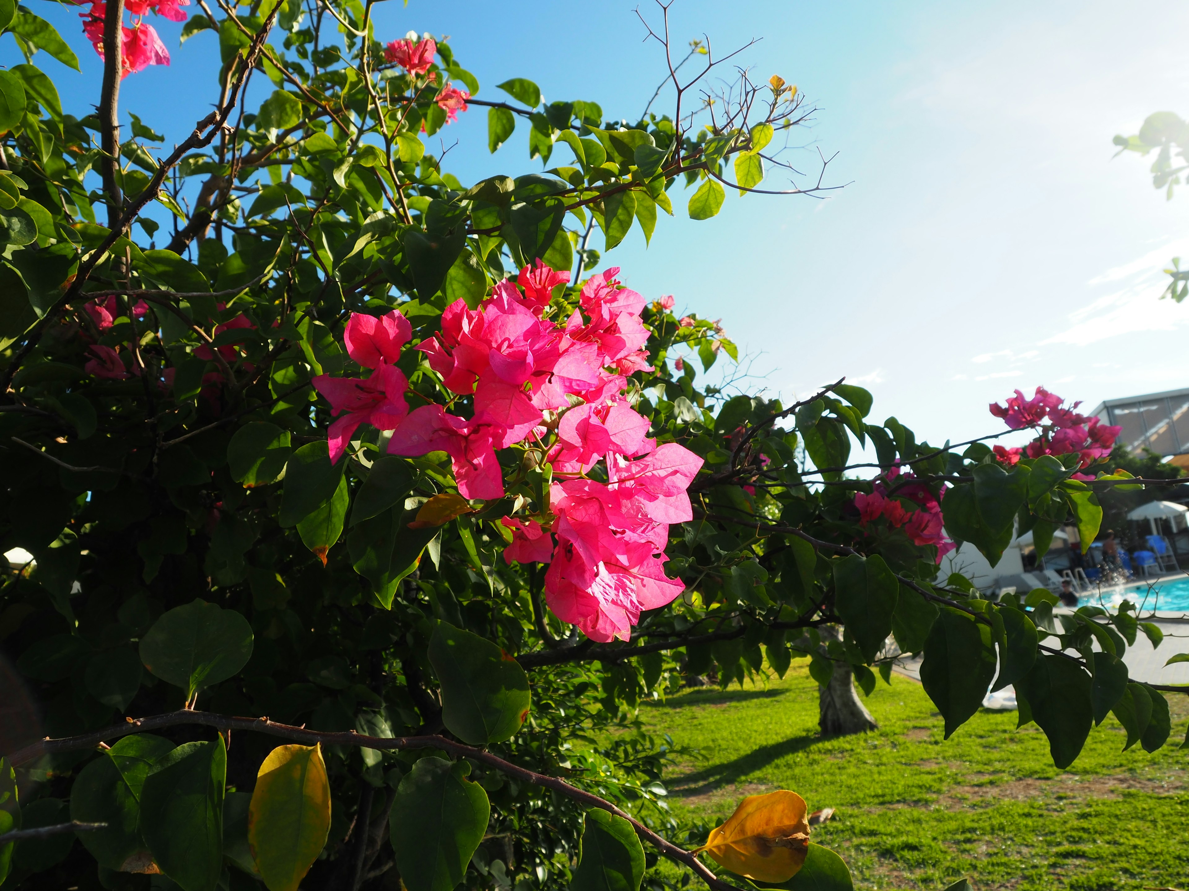 Bunga bougainvillea merah muda cerah dan daun hijau di taman