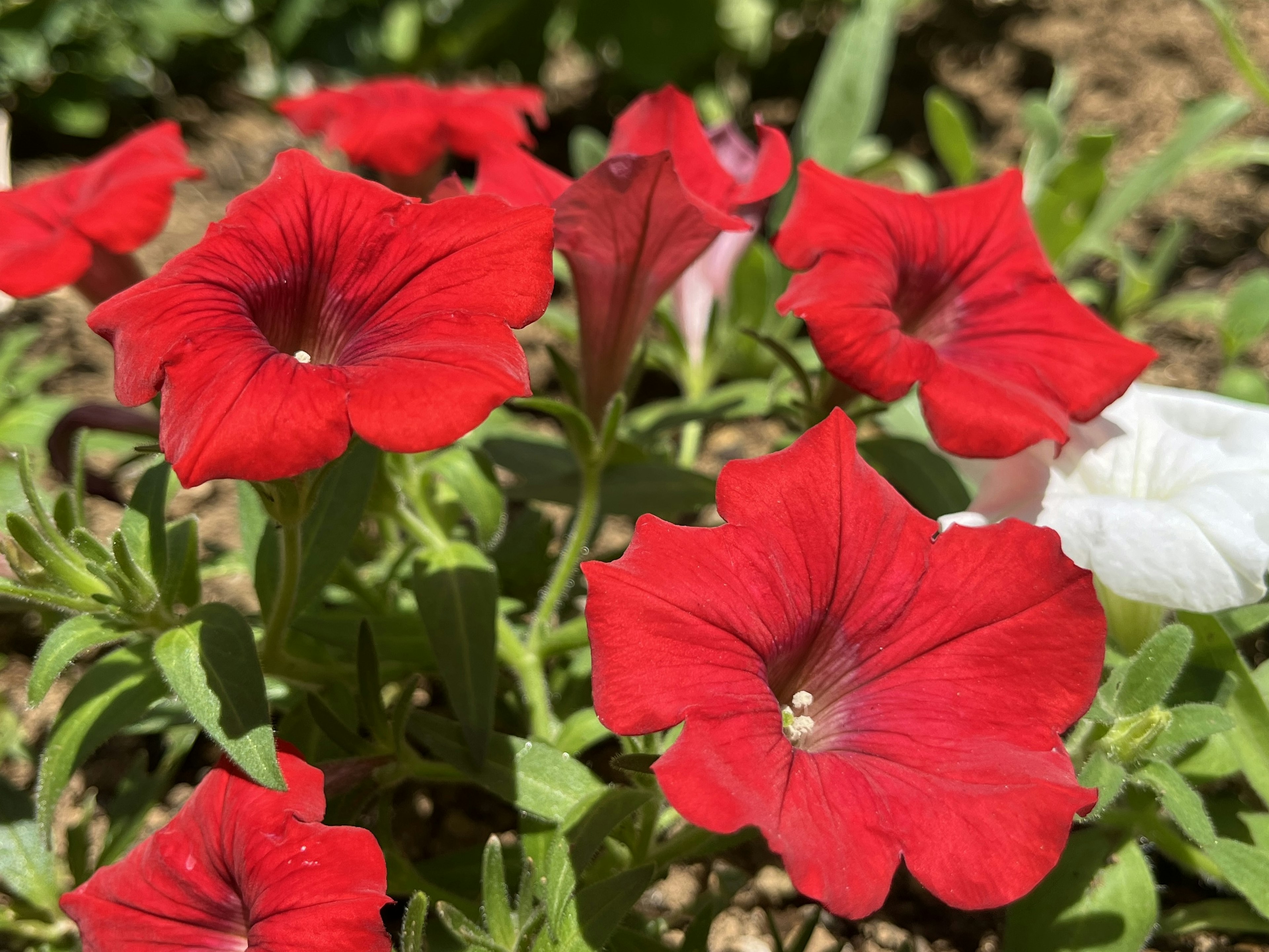 Fleurs de pétunia rouges vives en fleur dans un jardin