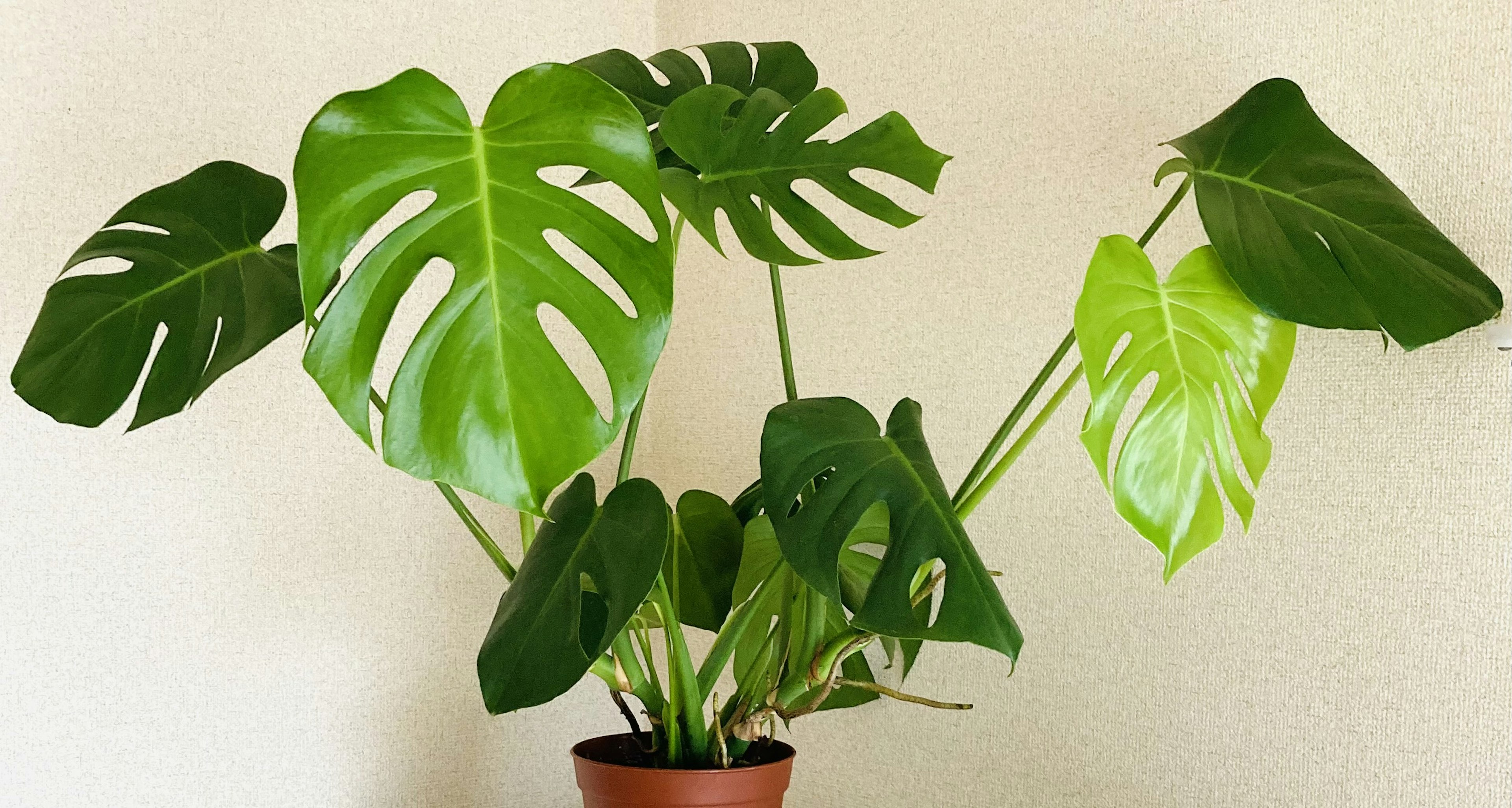 Cây Monstera xanh lớn trong chậu