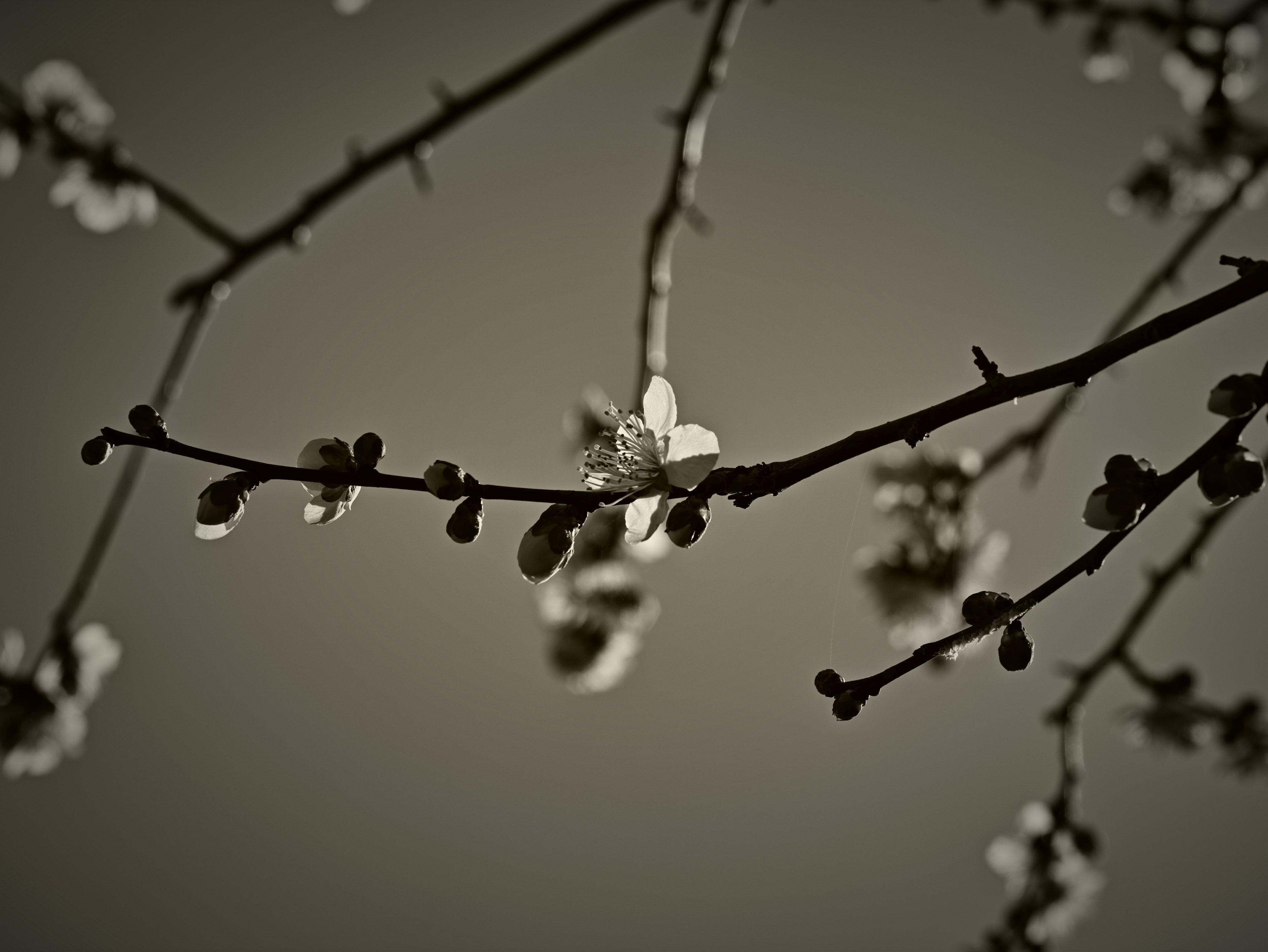 Gros plan sur des fleurs blanches en fleurs sur des branches en tons noir et blanc