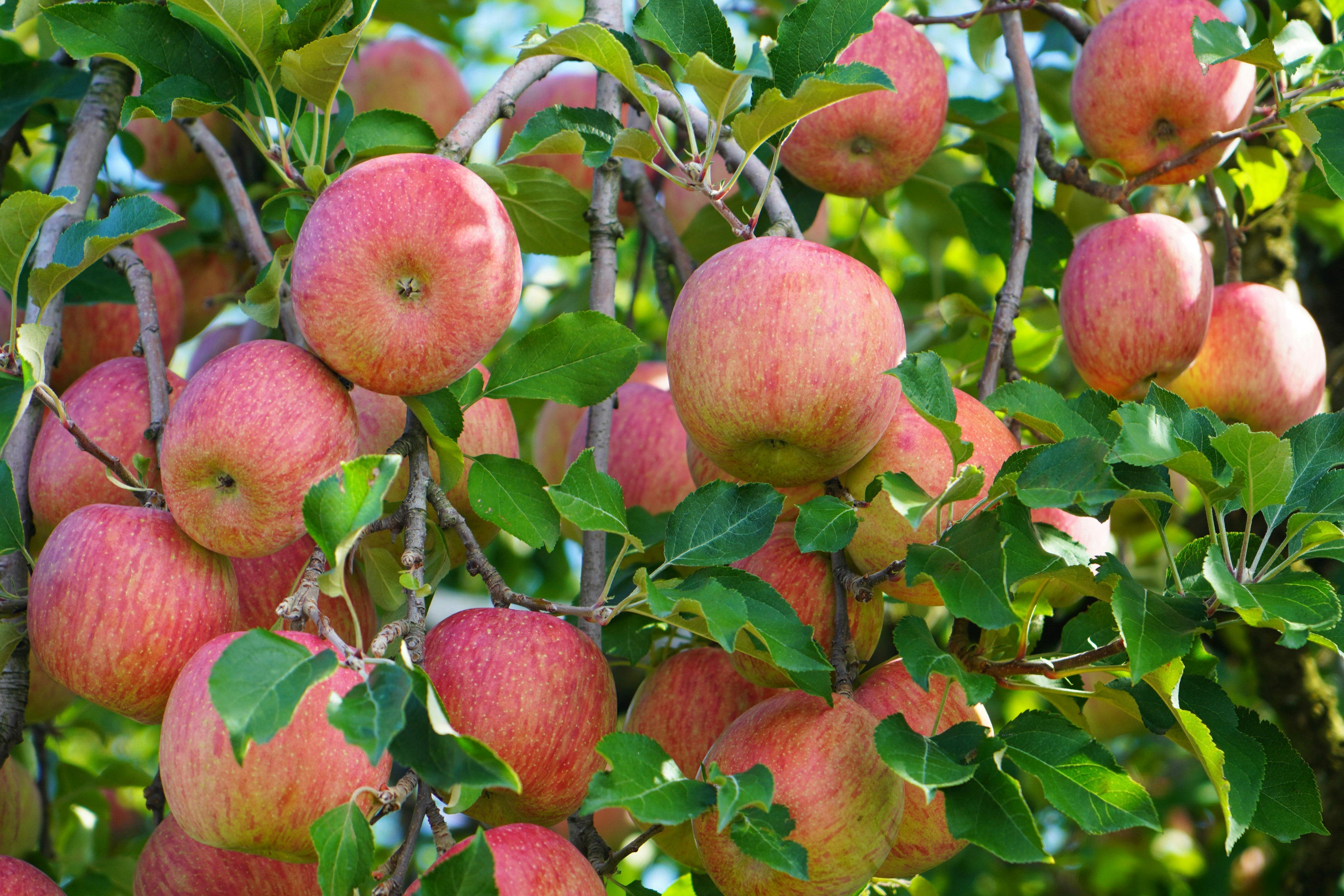 Reife rote Äpfel hängen an einem Baum umgeben von grünen Blättern