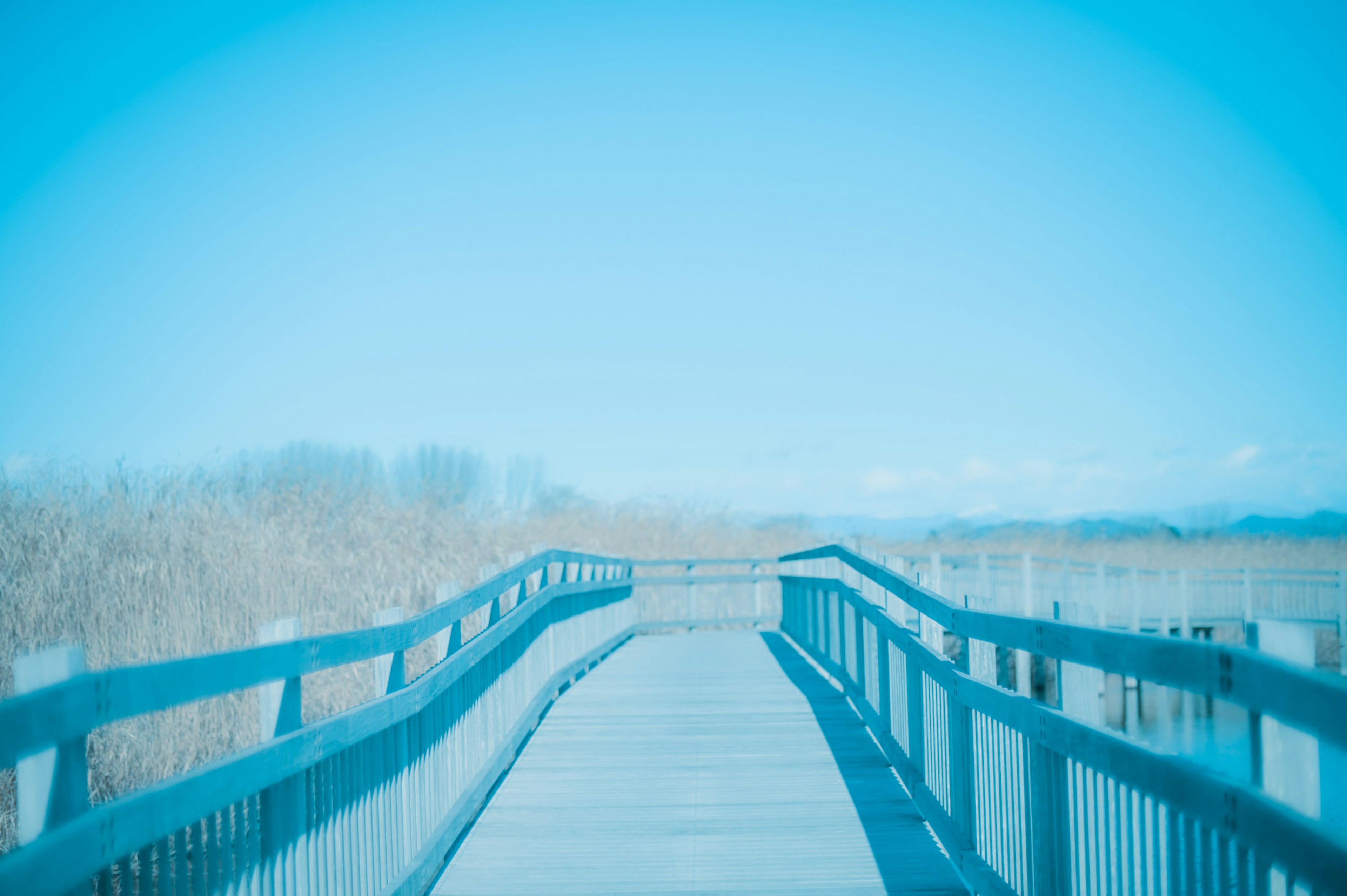 Wooden boardwalk stretching through wetlands under a blue sky