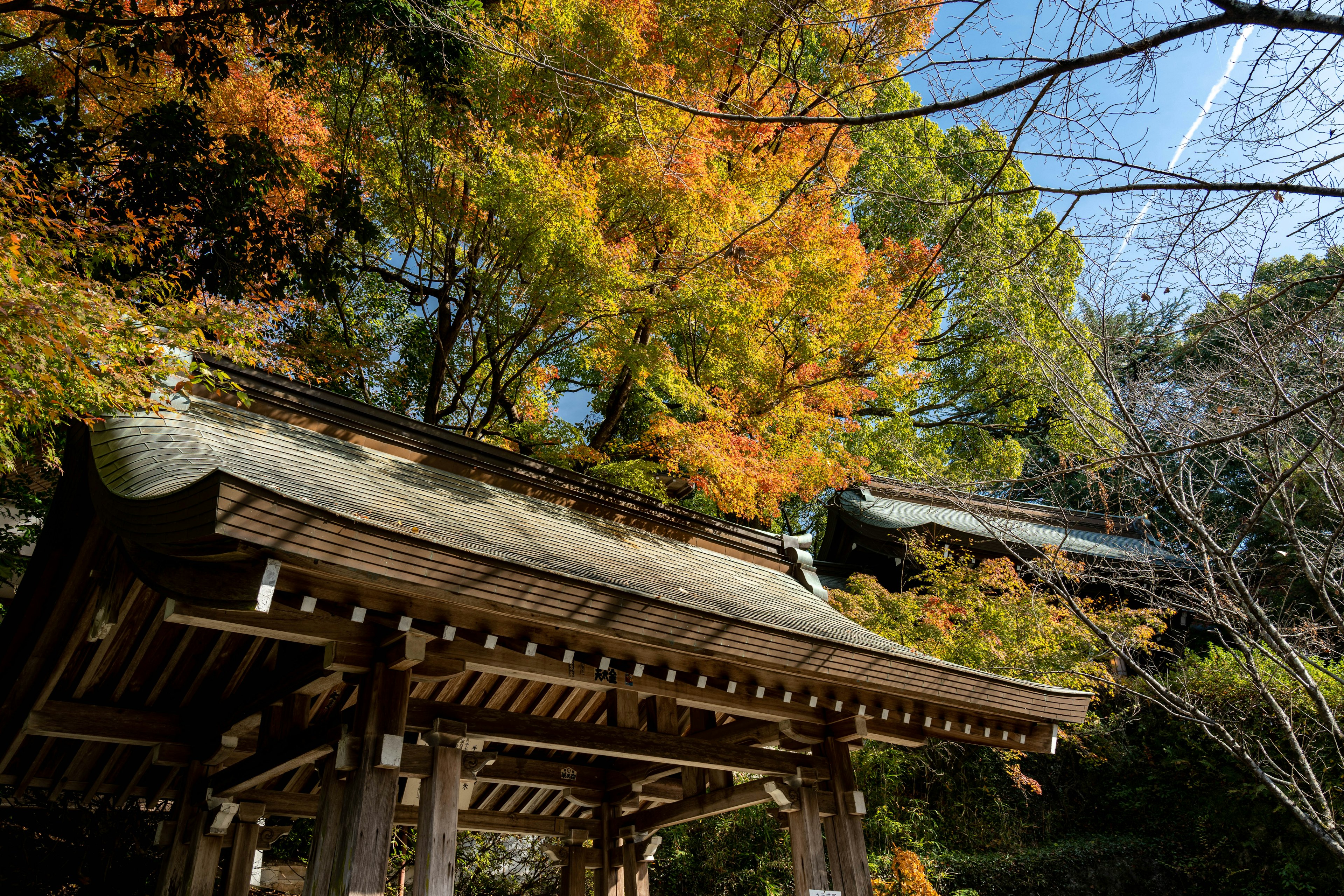 秋天的风景和传统日本建筑的景观