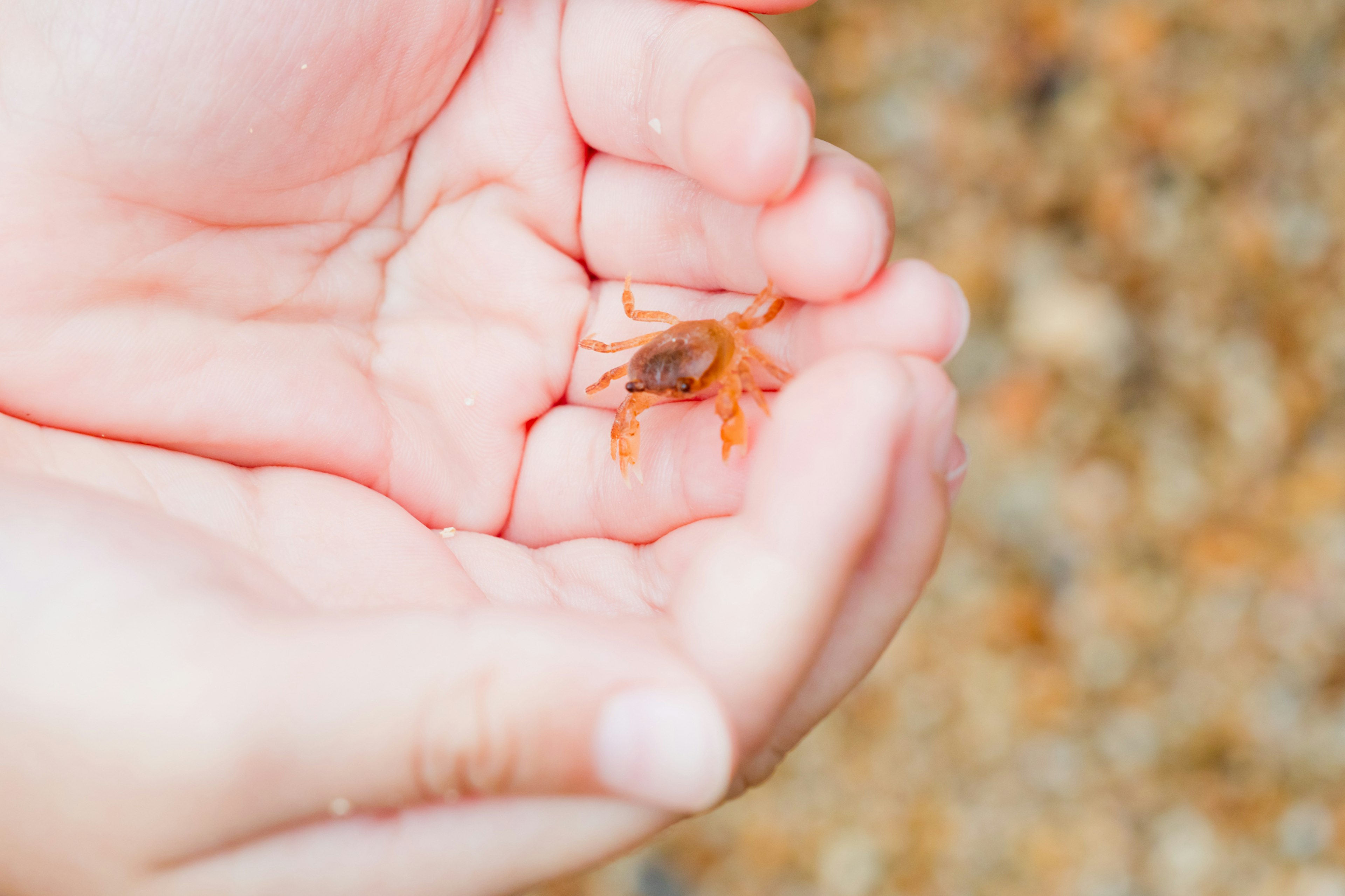 Un petit crabe reposant dans les mains d'une personne