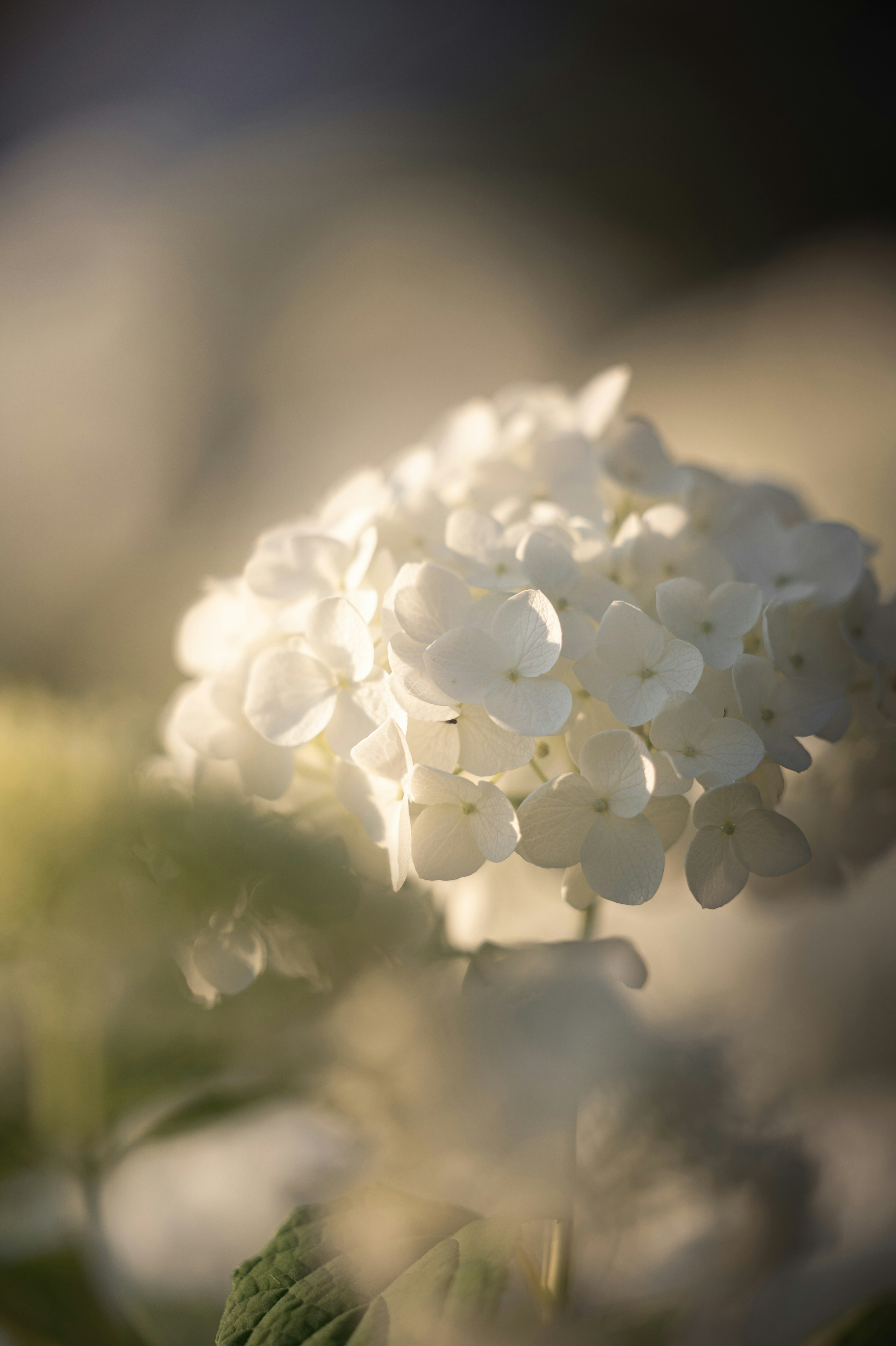 Close-up of white flowers illuminated by soft light