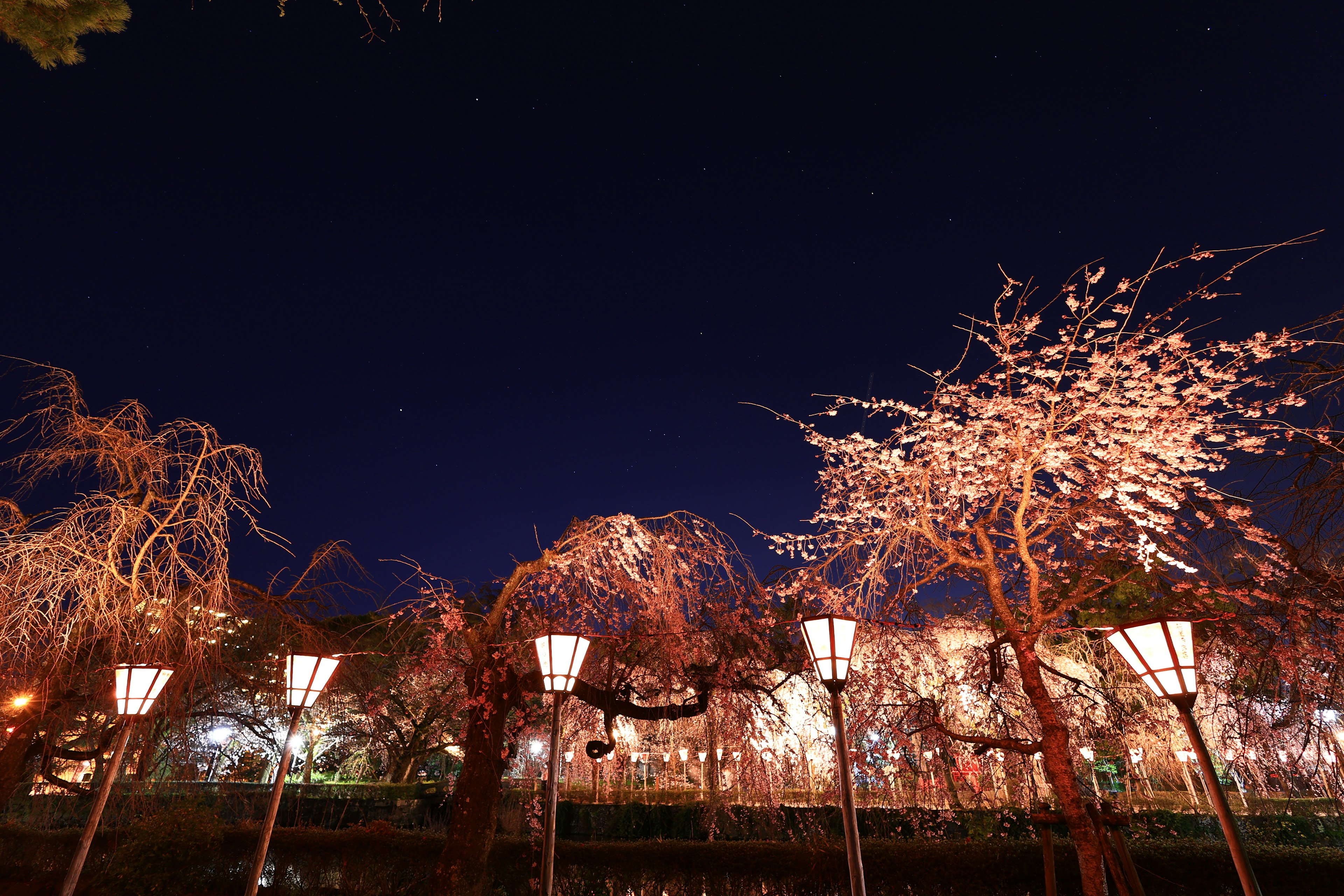 Cherry blossom trees illuminated at night in a park