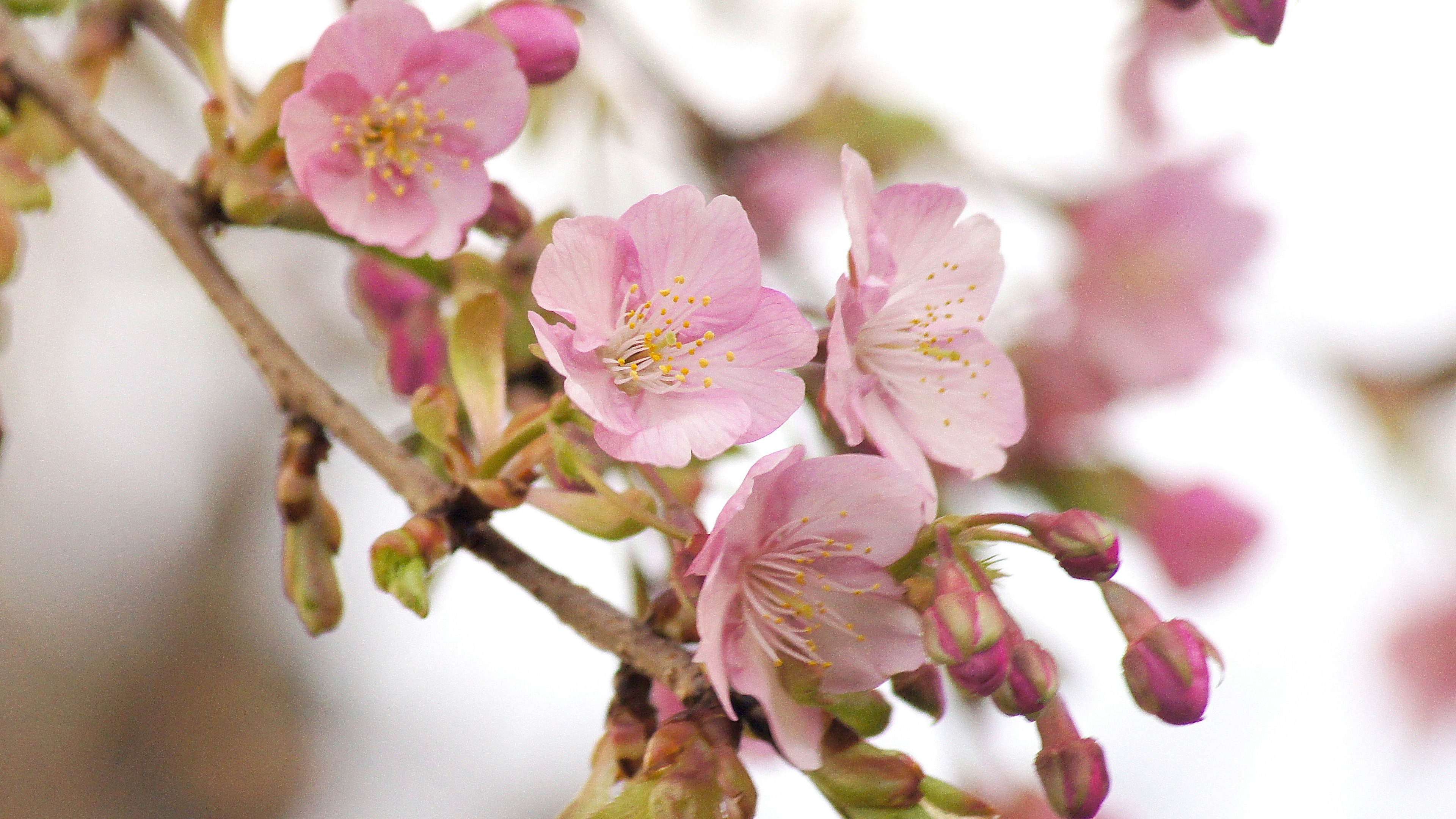 Acercamiento de flores de cerezo en una rama