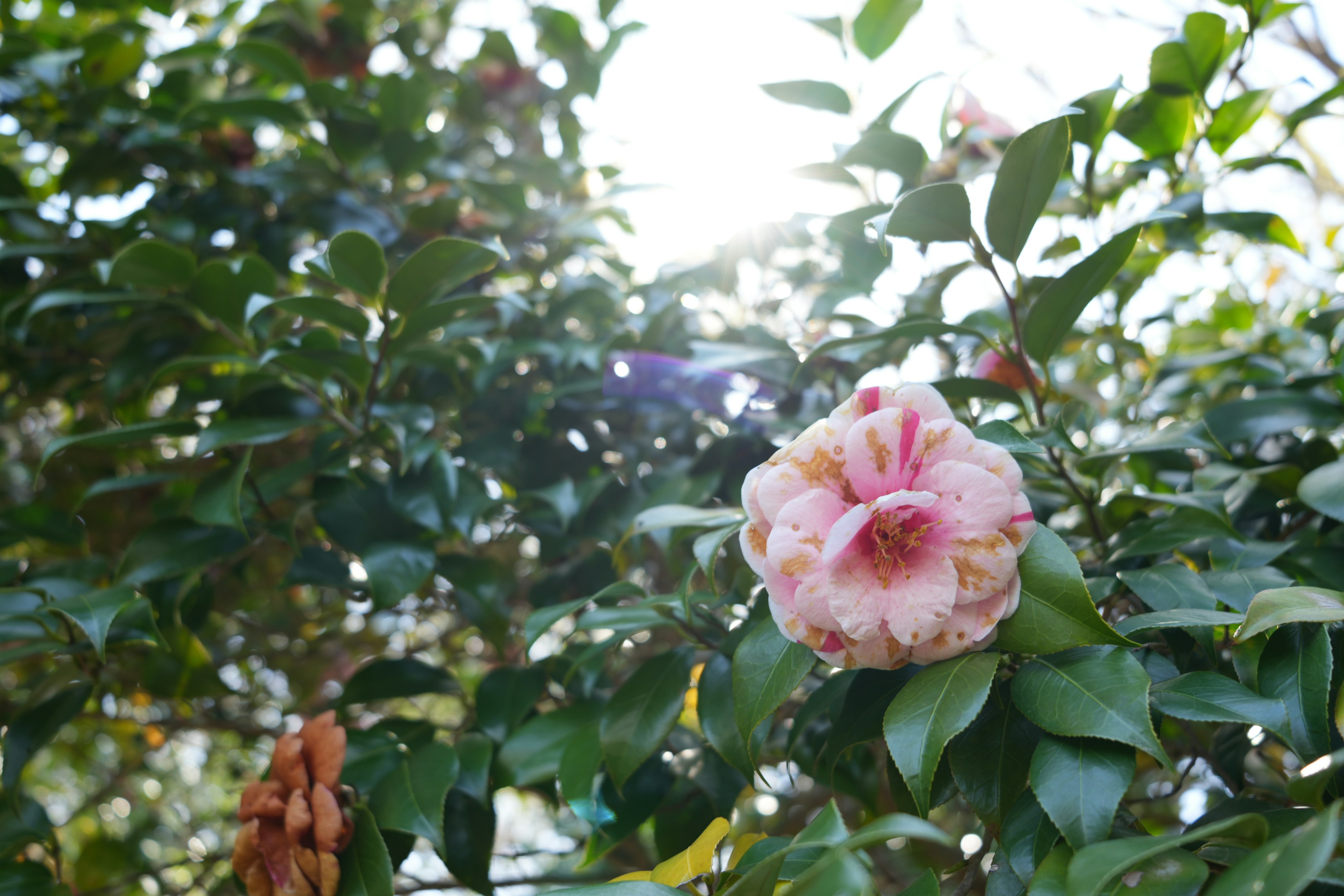 A light pink flower surrounded by green leaves