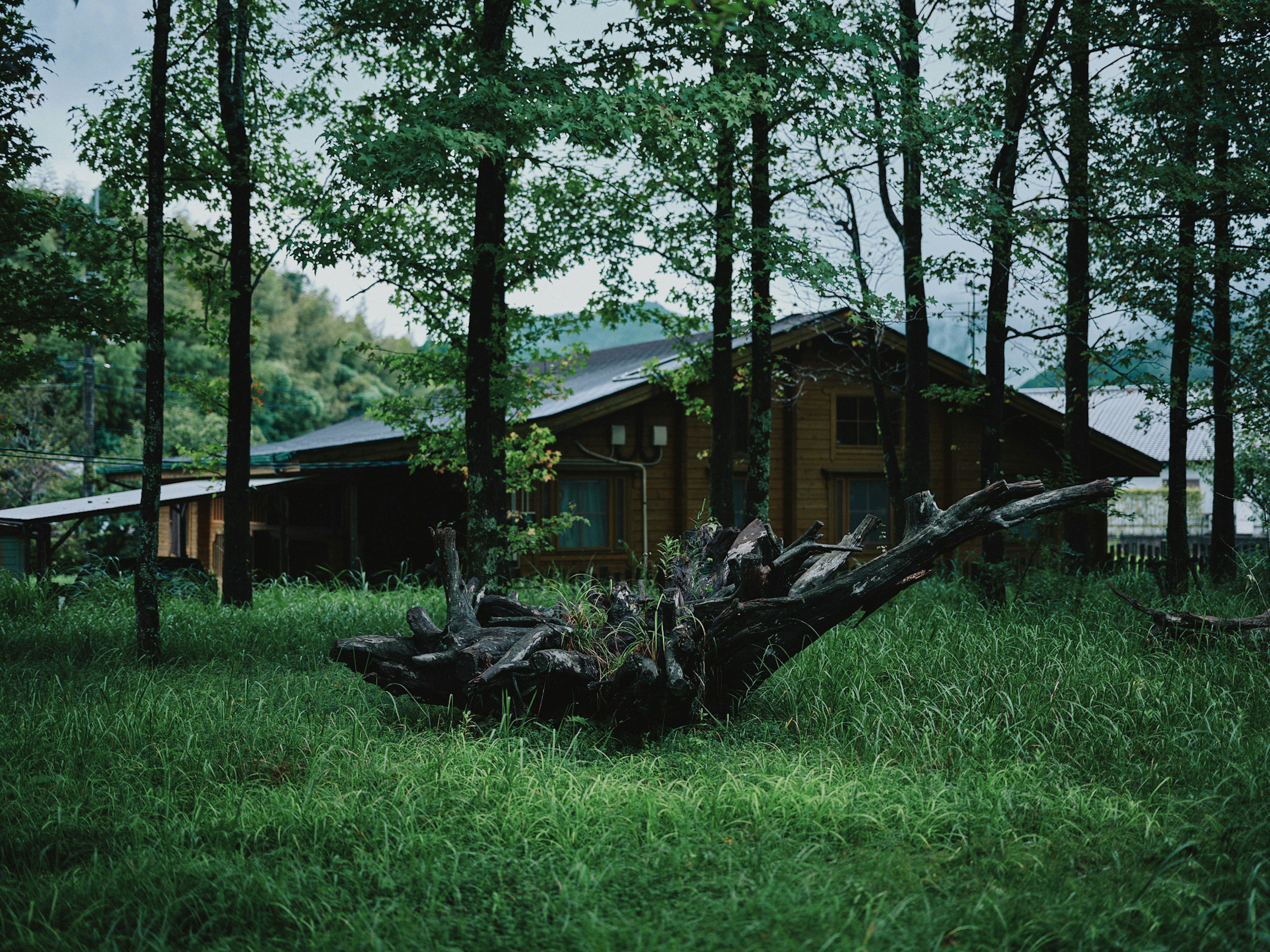 Wooden house in a forest setting with an old fallen tree