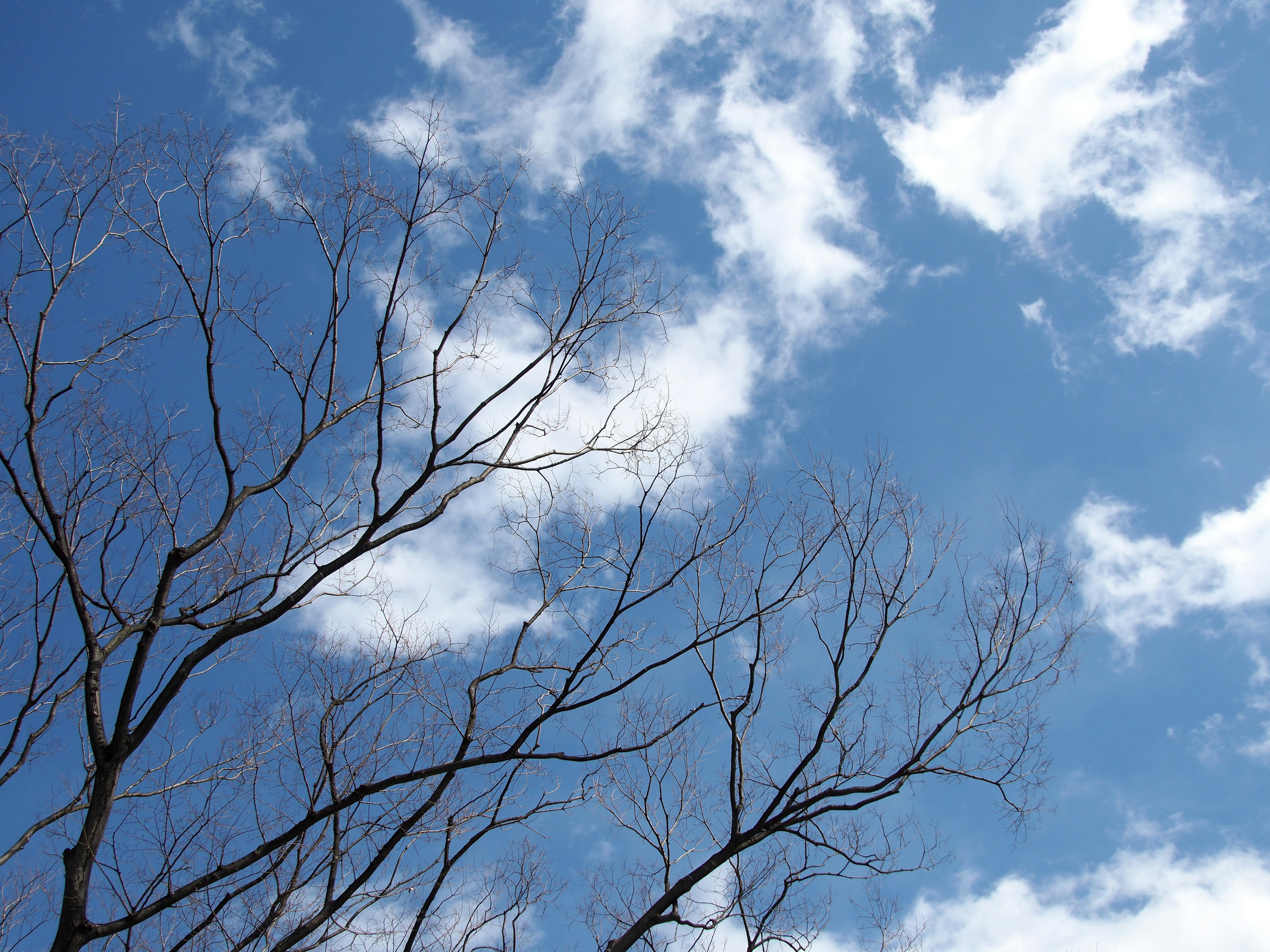 Thin branches of a tree against a clear blue sky