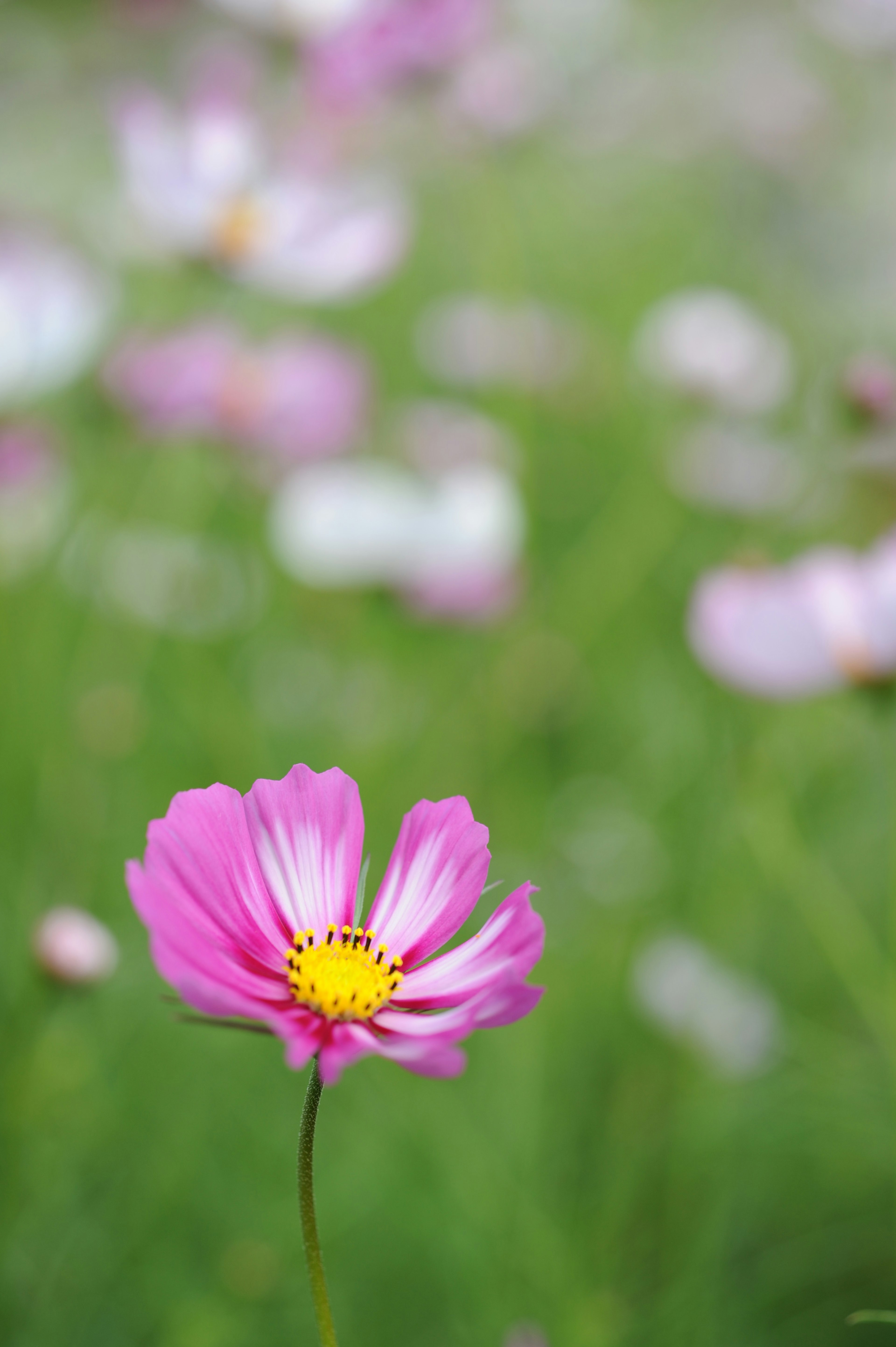 Lebendige pinke Blume mit grünem Hintergrund