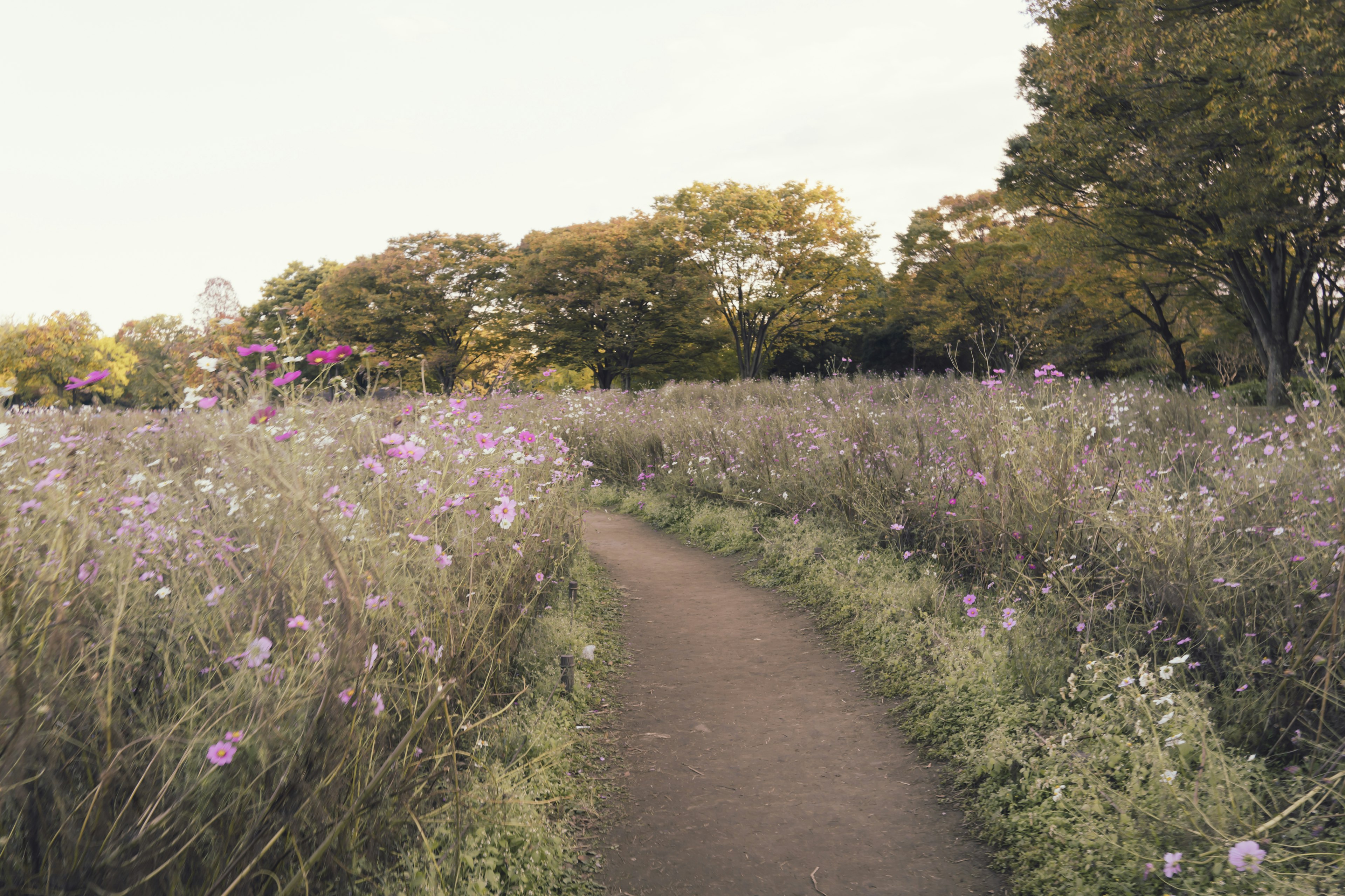 緑の木々に囲まれた小道が花畑を通る風景