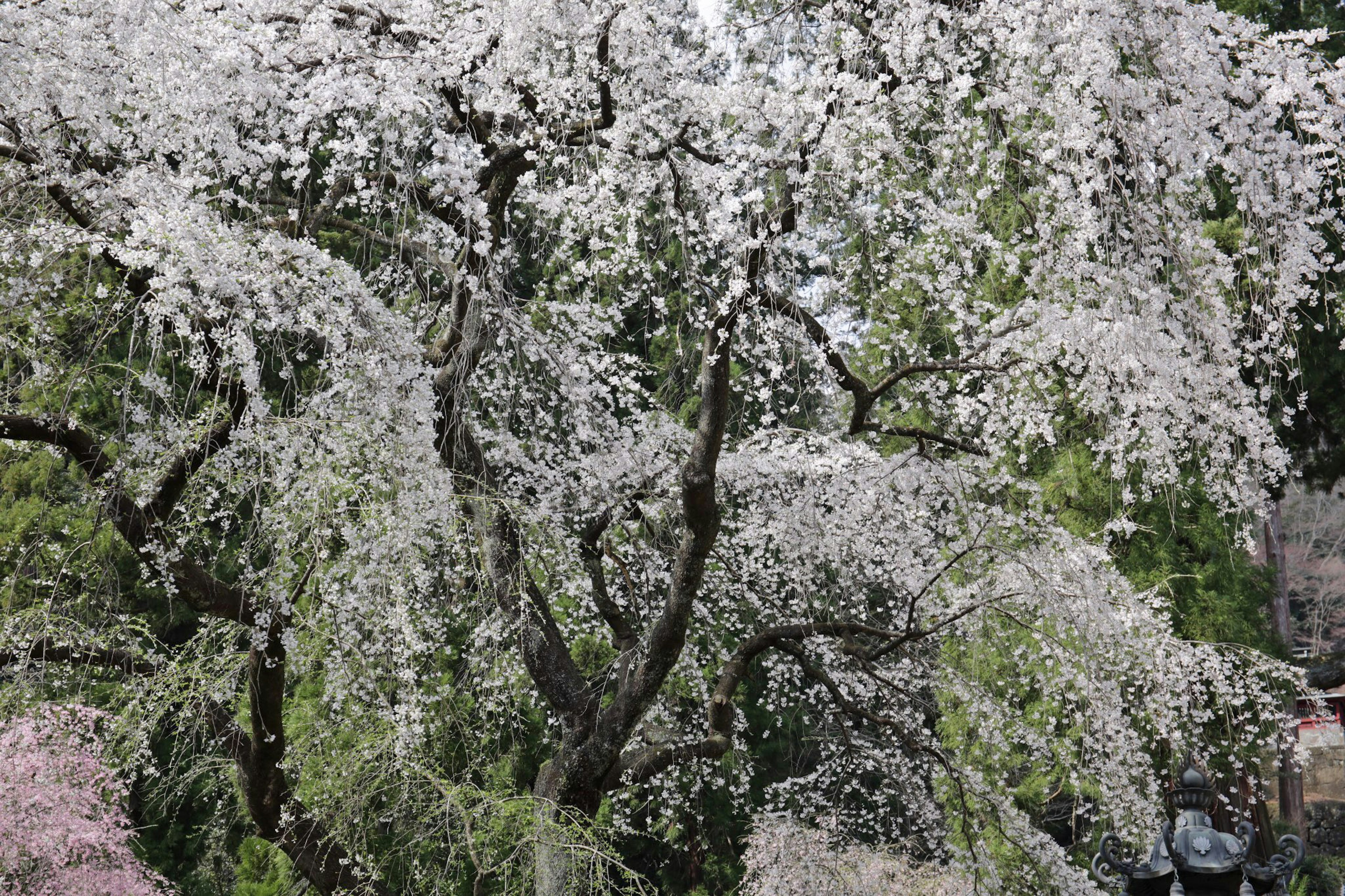 ต้นซากุระที่เบ่งบานเต็มที่มีดอกไม้สีขาว