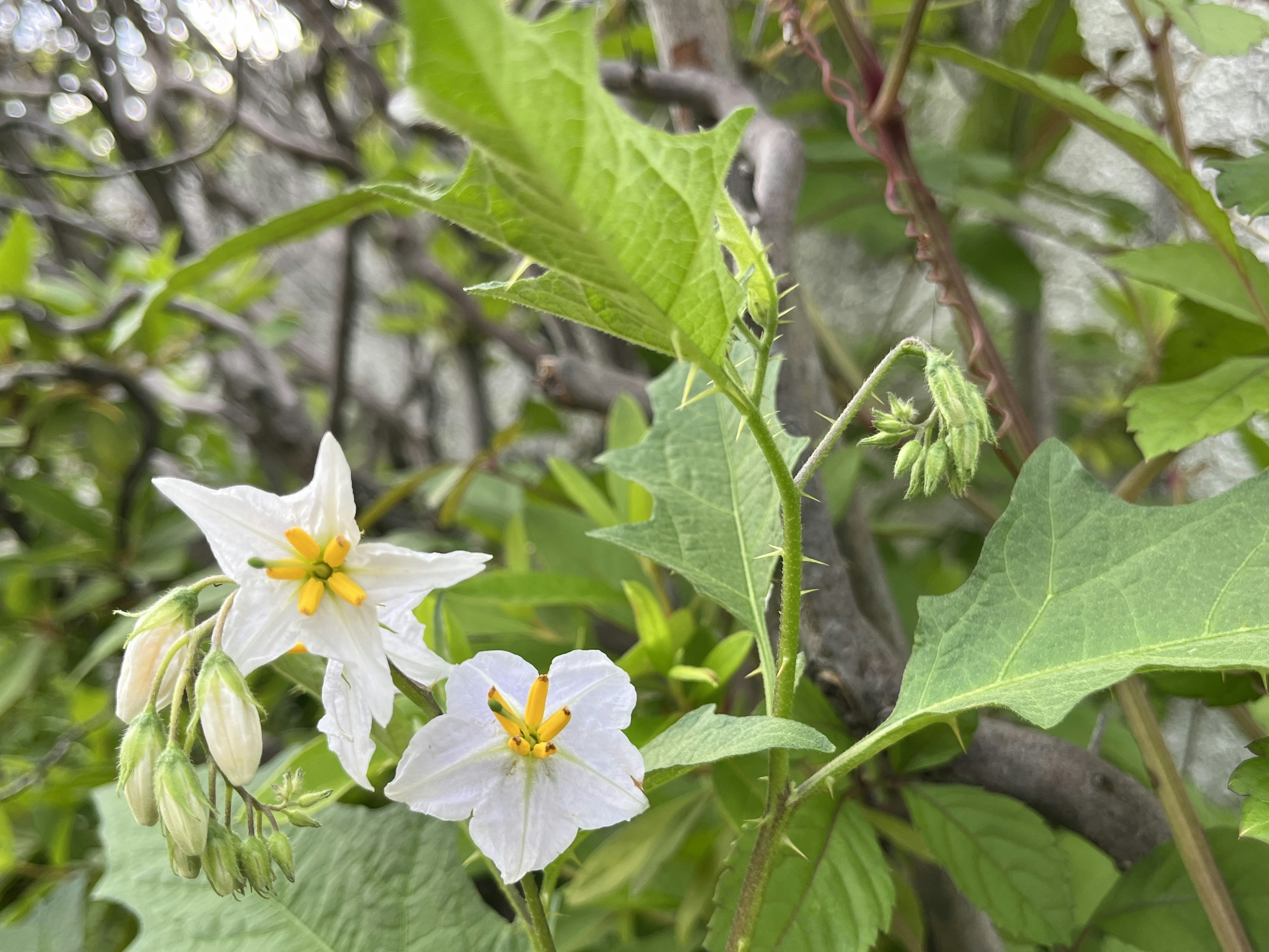 Primo piano di una pianta con fiori bianchi e foglie verdi