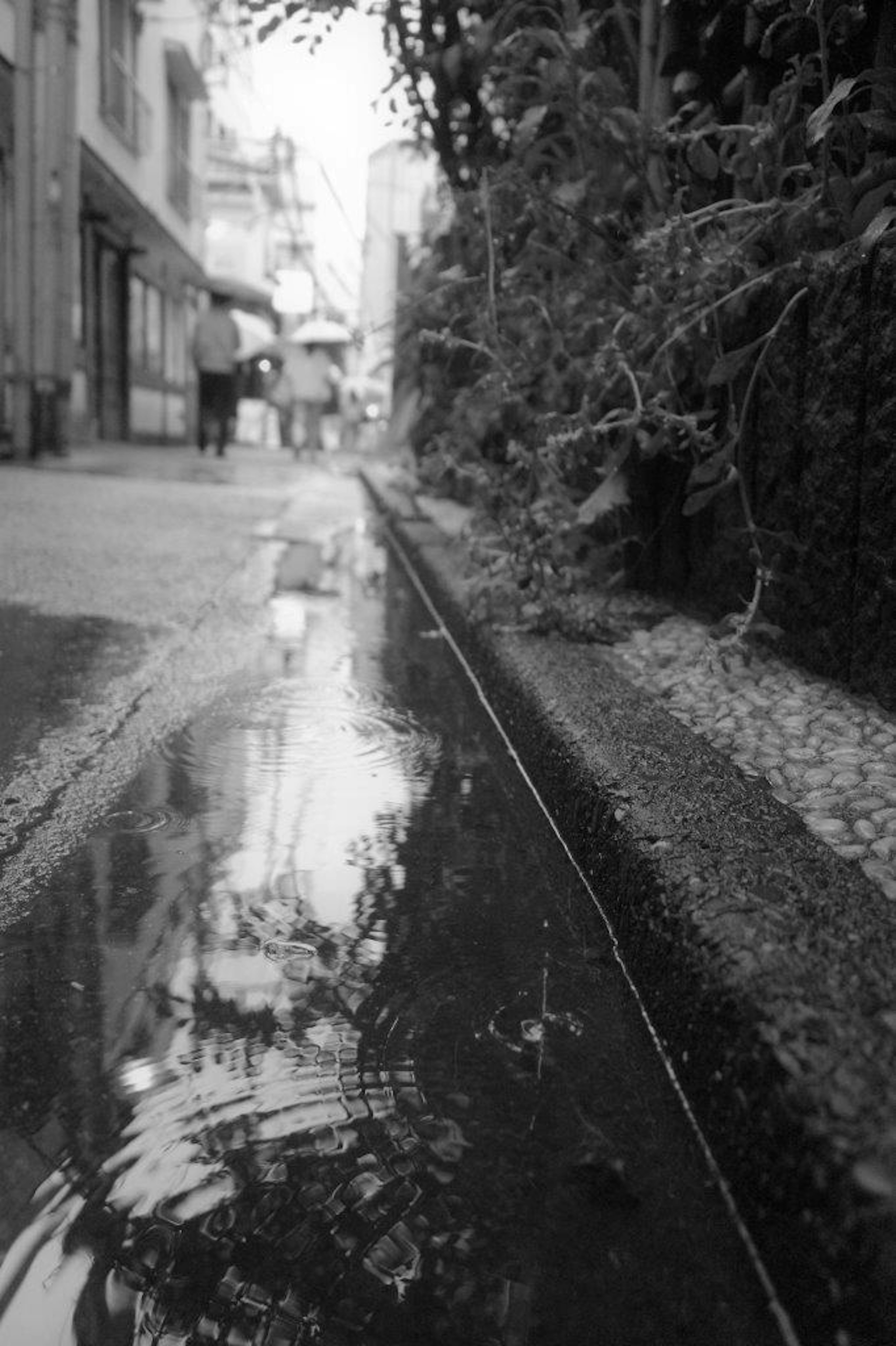 雨の後の狭い小道の水たまりと反射