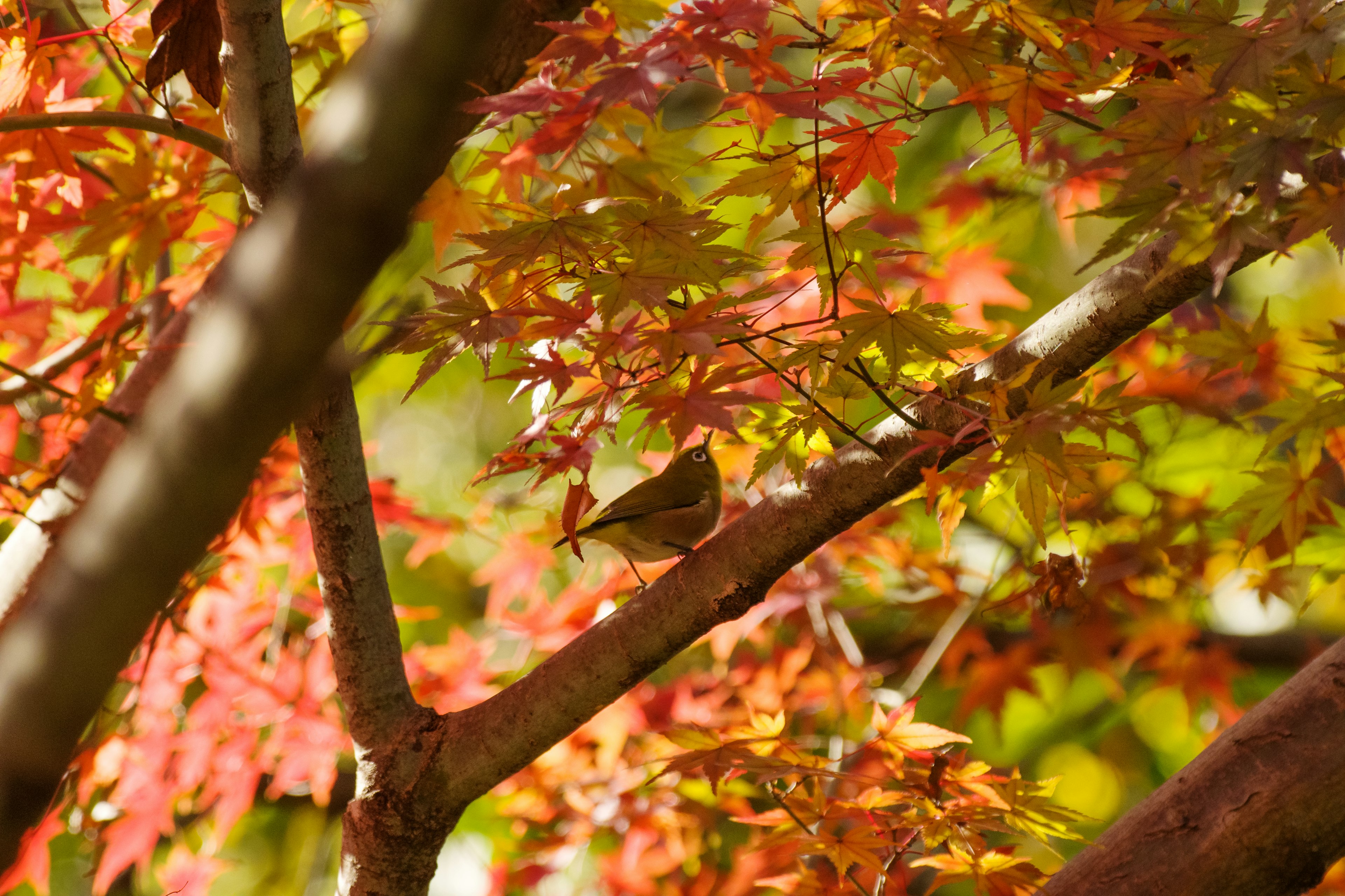 Un pequeño pájaro posado entre hojas de otoño vibrantes