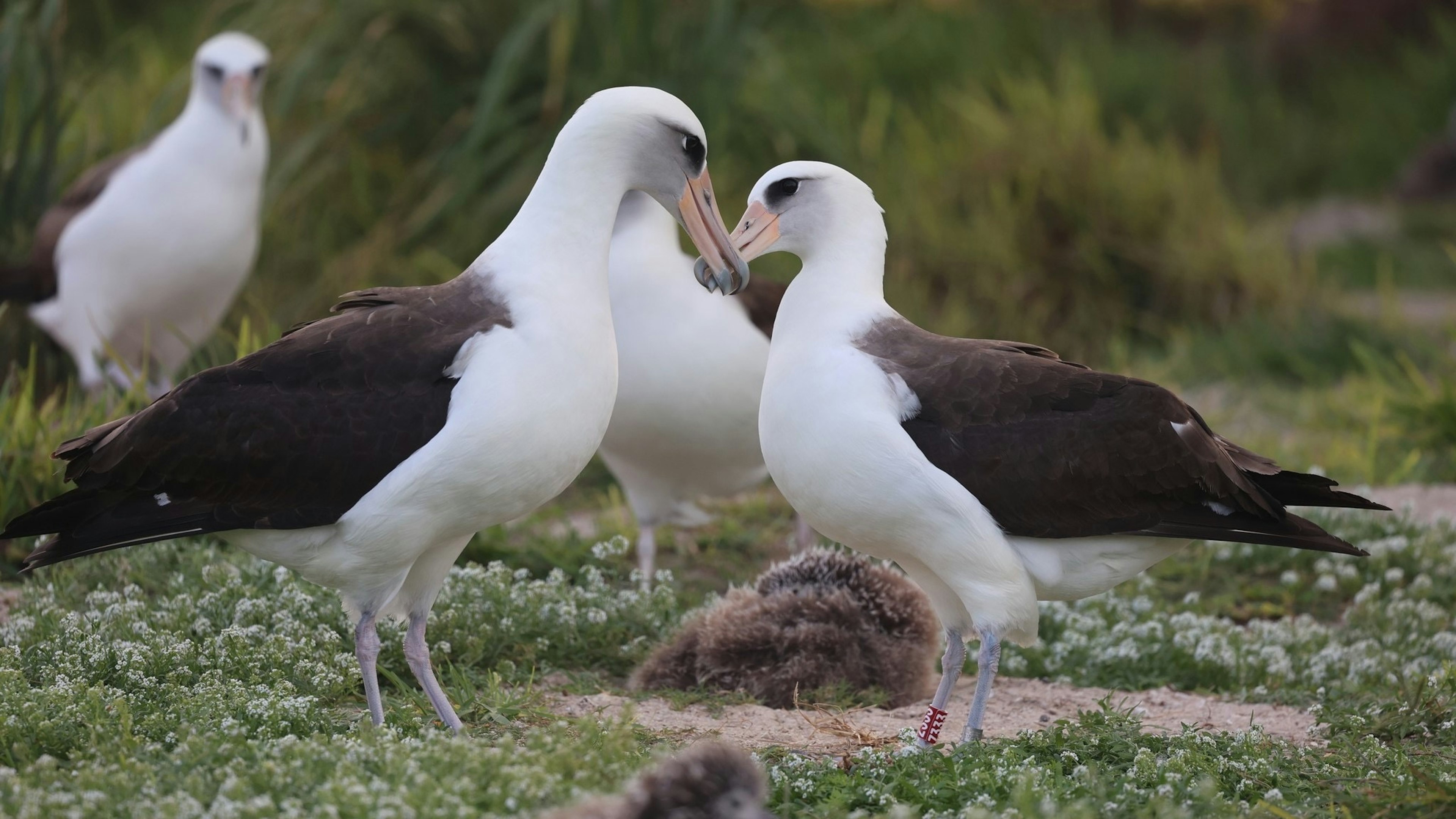 Deux albatros se faisant face avec d'autres albatros en arrière-plan