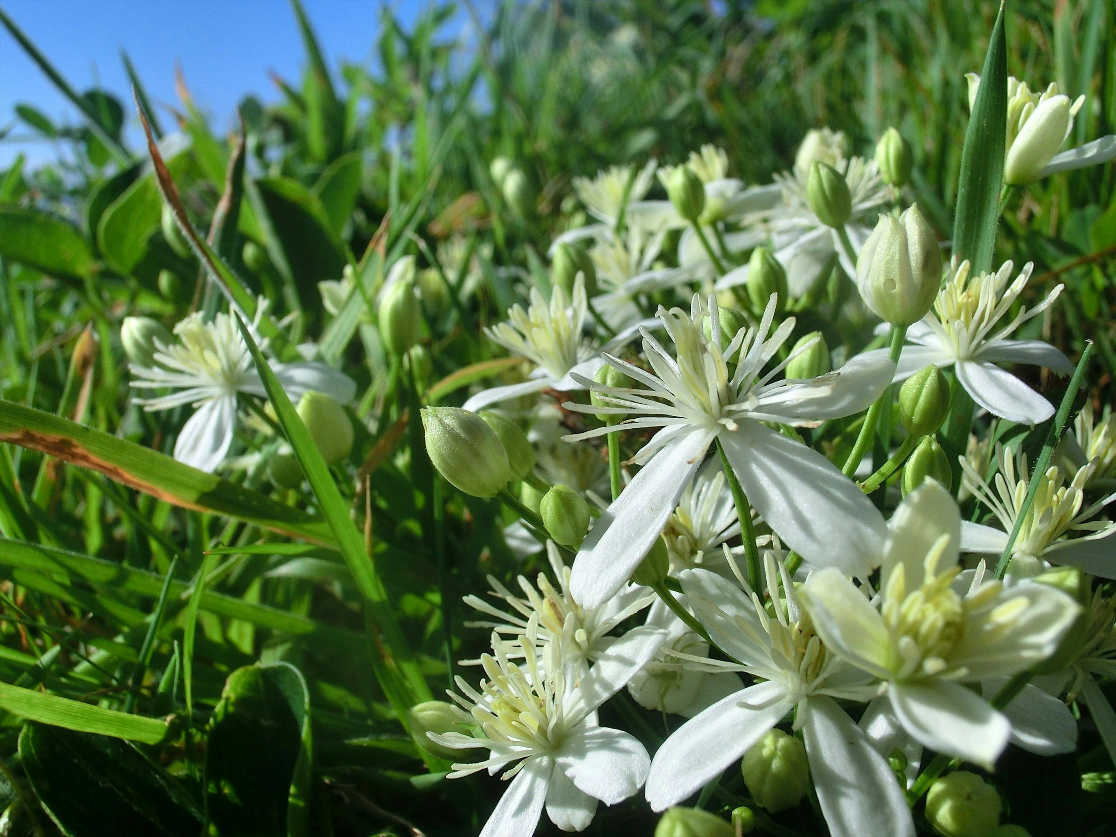 White flowers blooming among green grass under a blue sky