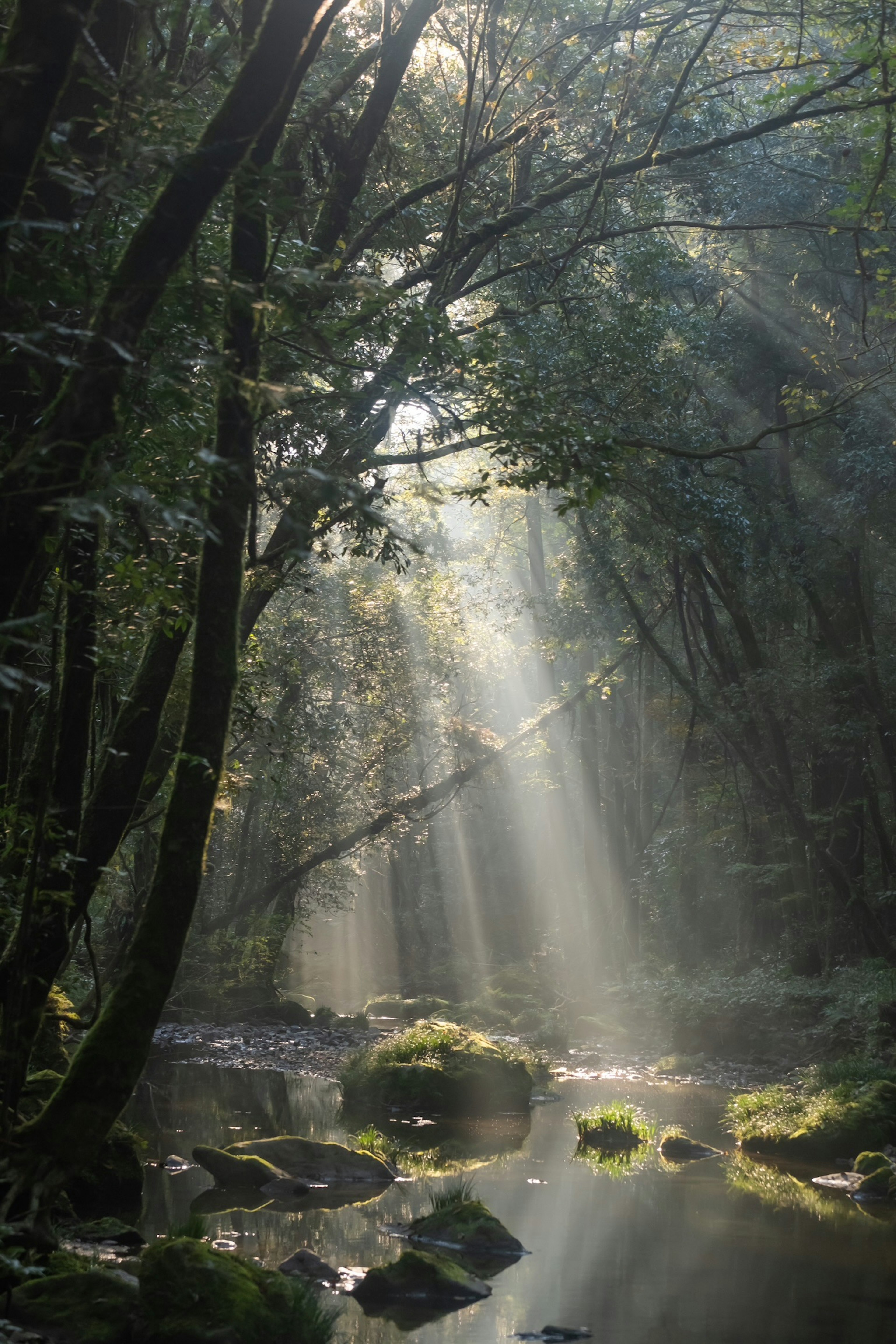 Raggi di sole che filtrano attraverso una foresta lussureggiante con una superficie d'acqua calma