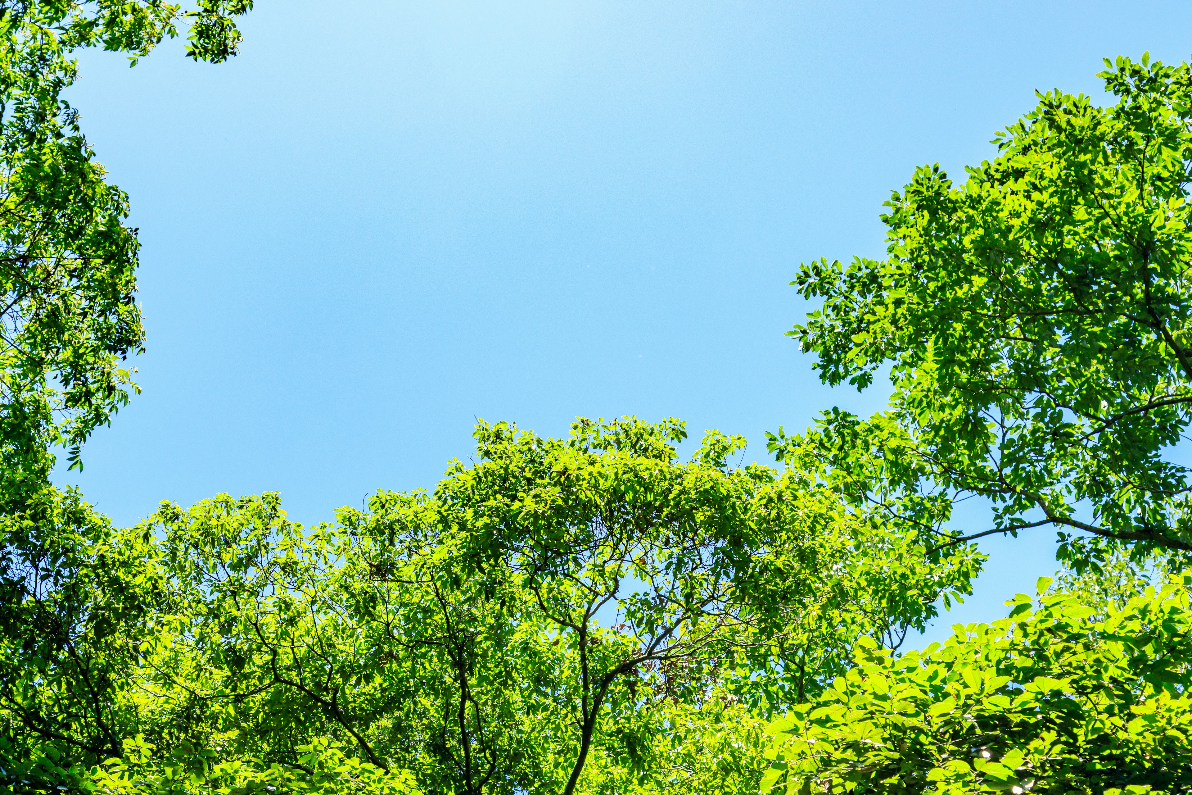 Vista de las copas de los árboles verdes contra un cielo azul claro