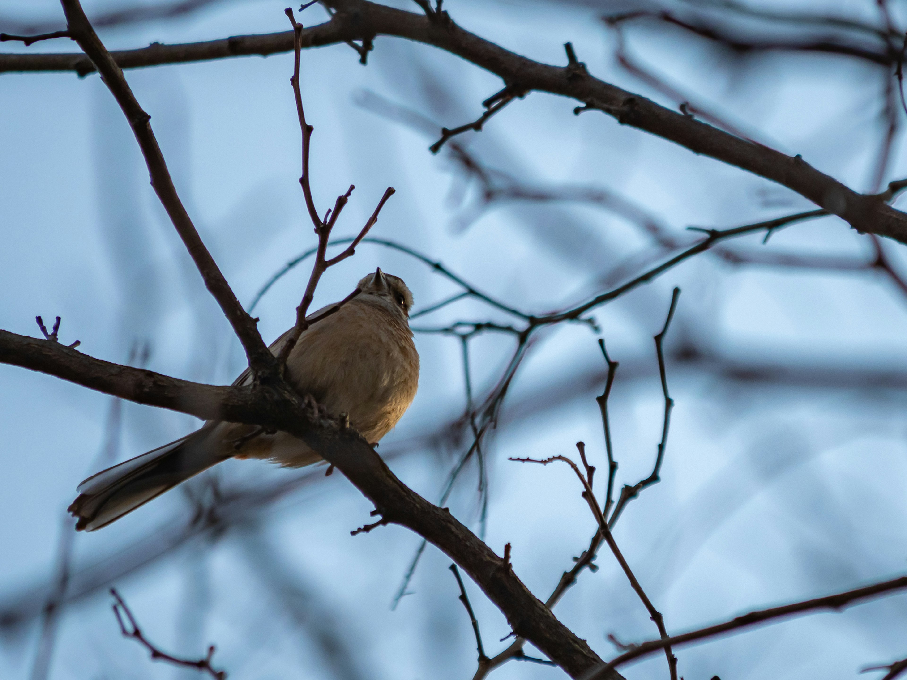 Ein kleiner Vogel, der auf einem Ast sitzt, mit blauem Himmel im Hintergrund