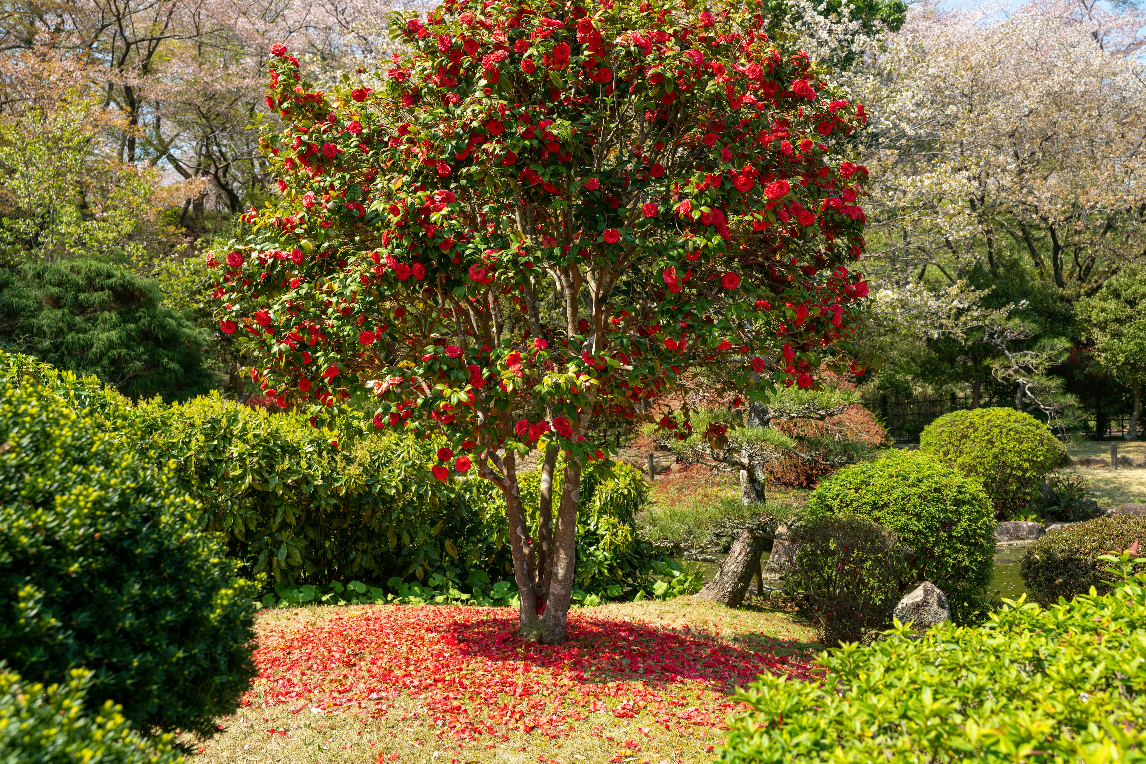 Eine schöne Gartenszene mit einem Baum mit roten Blüten, umgeben von grünen Sträuchern