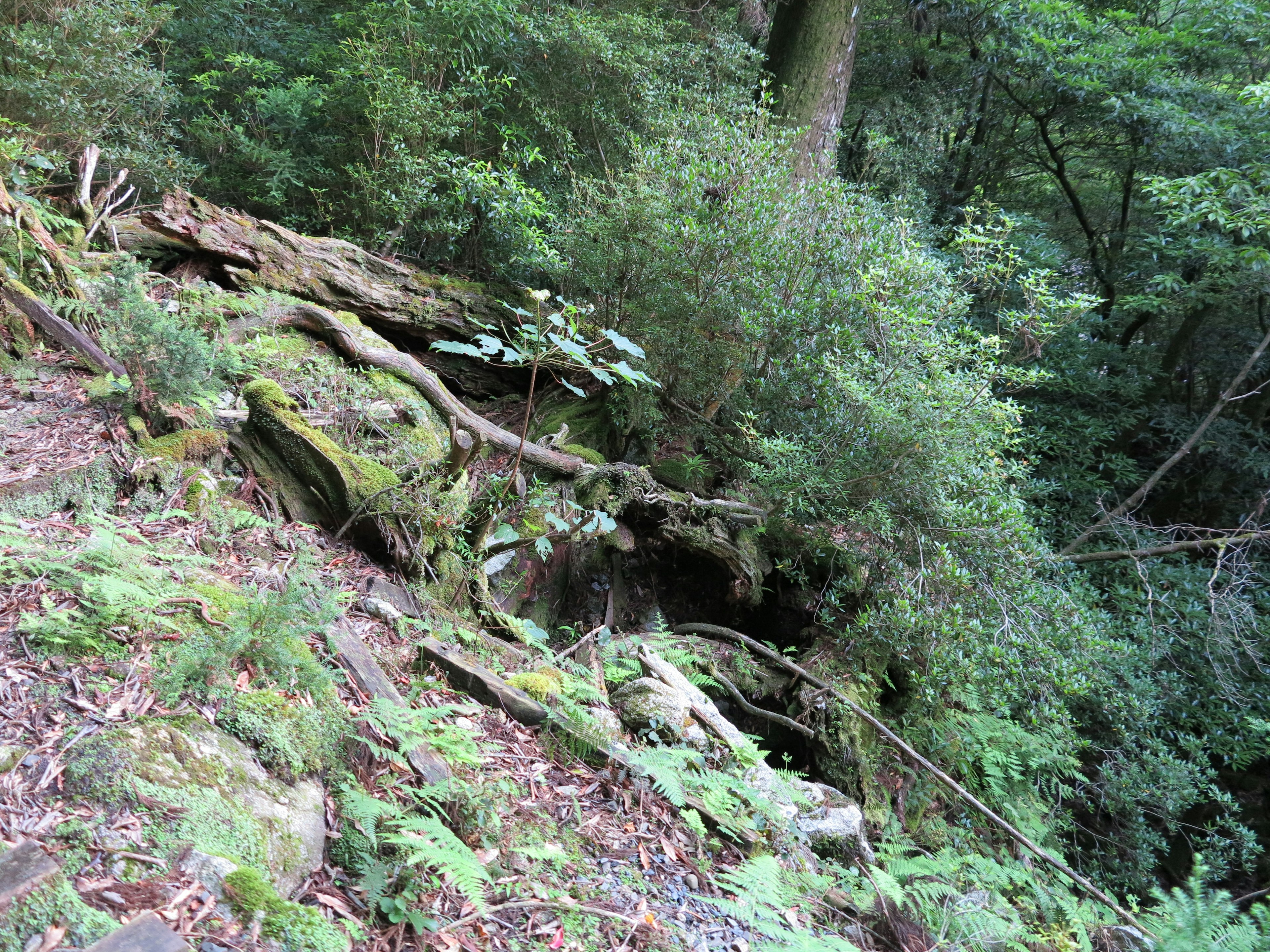 Radici di alberi coperte di muschio e rocce in una foresta verdeggiante