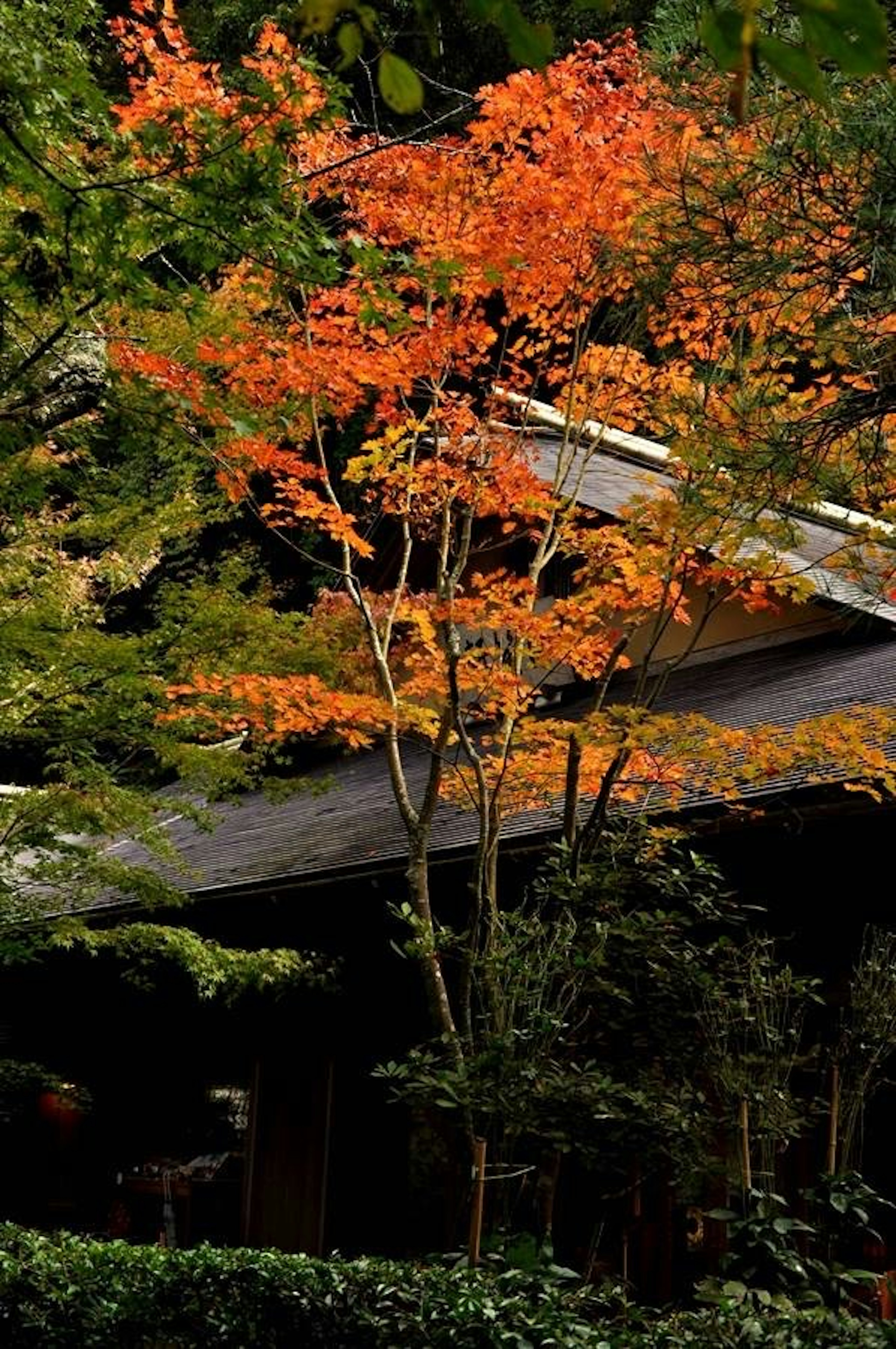 秋の紅葉が美しい風景と屋根のある建物